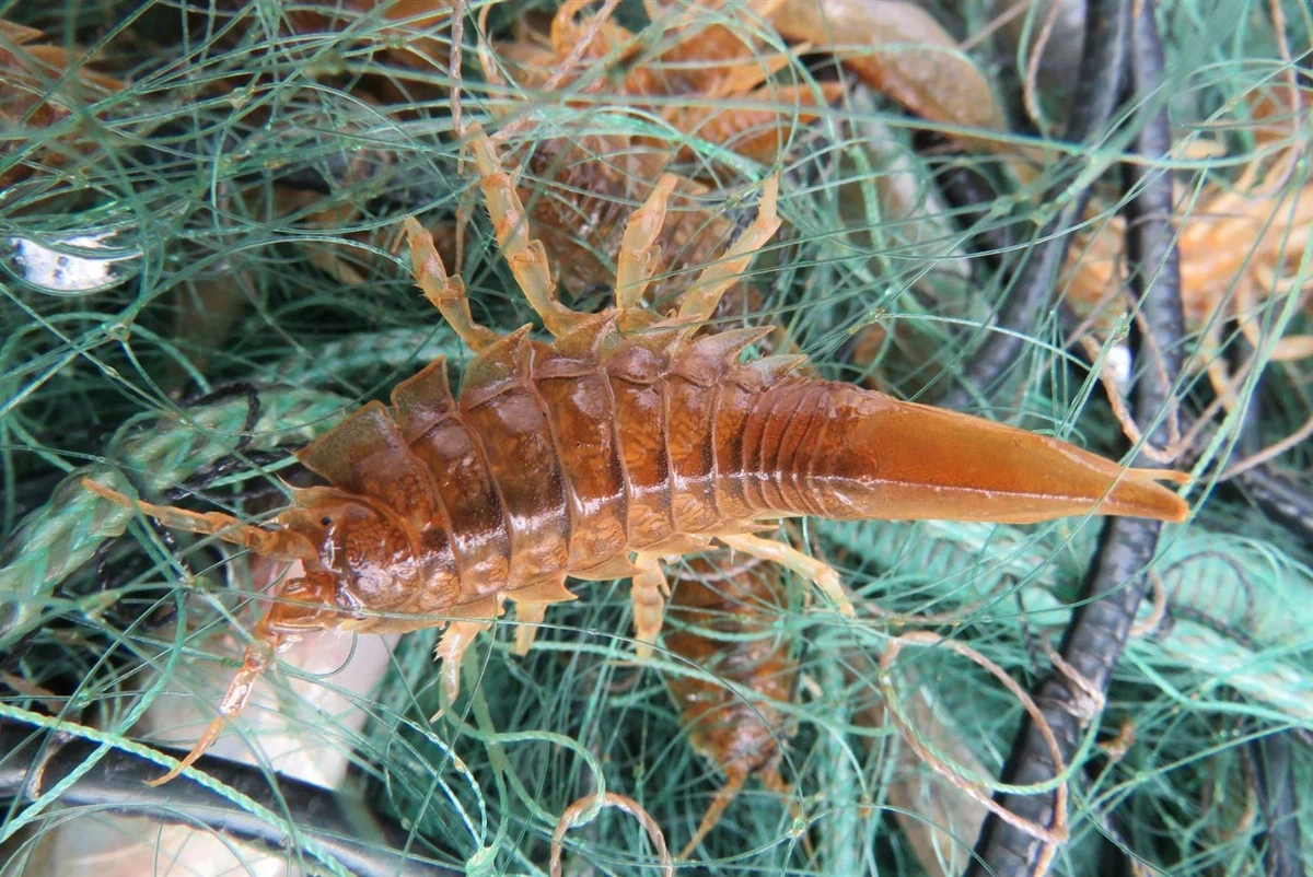 Sea cockroach: This strange creature is often found in canned fish. But there is nothing wrong or wrong with that. - Crayfish, Canned food, Animal book, Yandex Zen, Longpost, Isopod