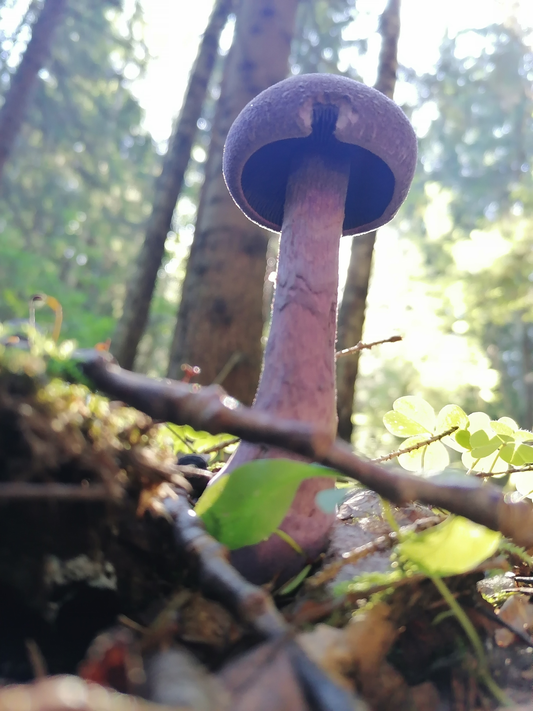 On the wave of mushroom posts - My, Mushrooms, Chanterelles, Macro photography, Forest, Summer, Longpost