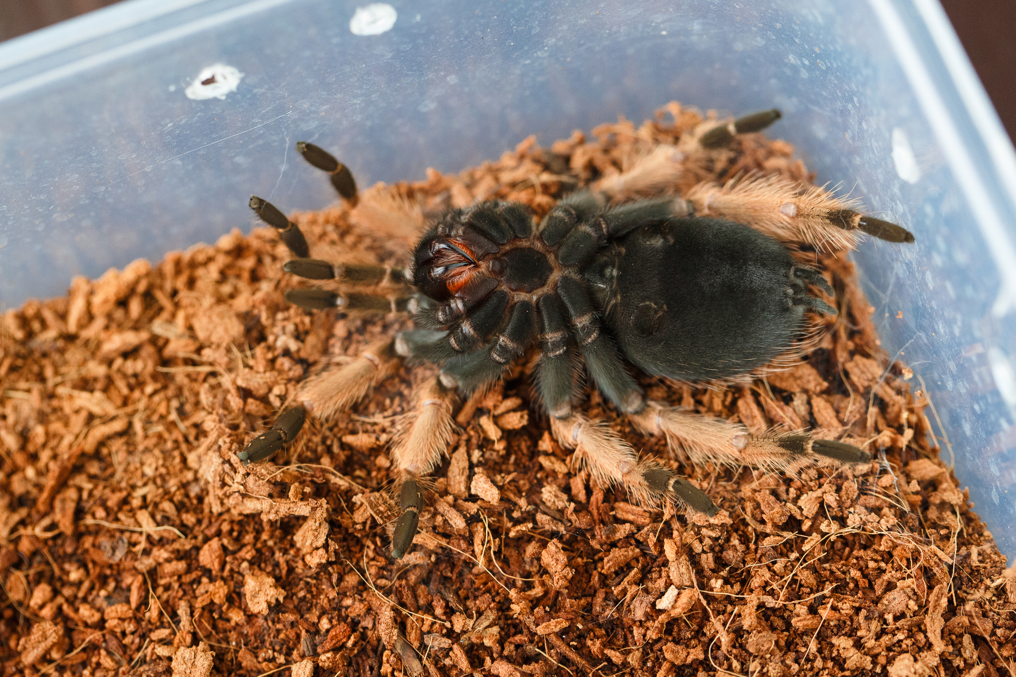 Moulting spiders - My, Pets, Bird spiders, Care and maintenance, Arachnophobia, Exotic animals, Spider, Video, Soundless, Longpost