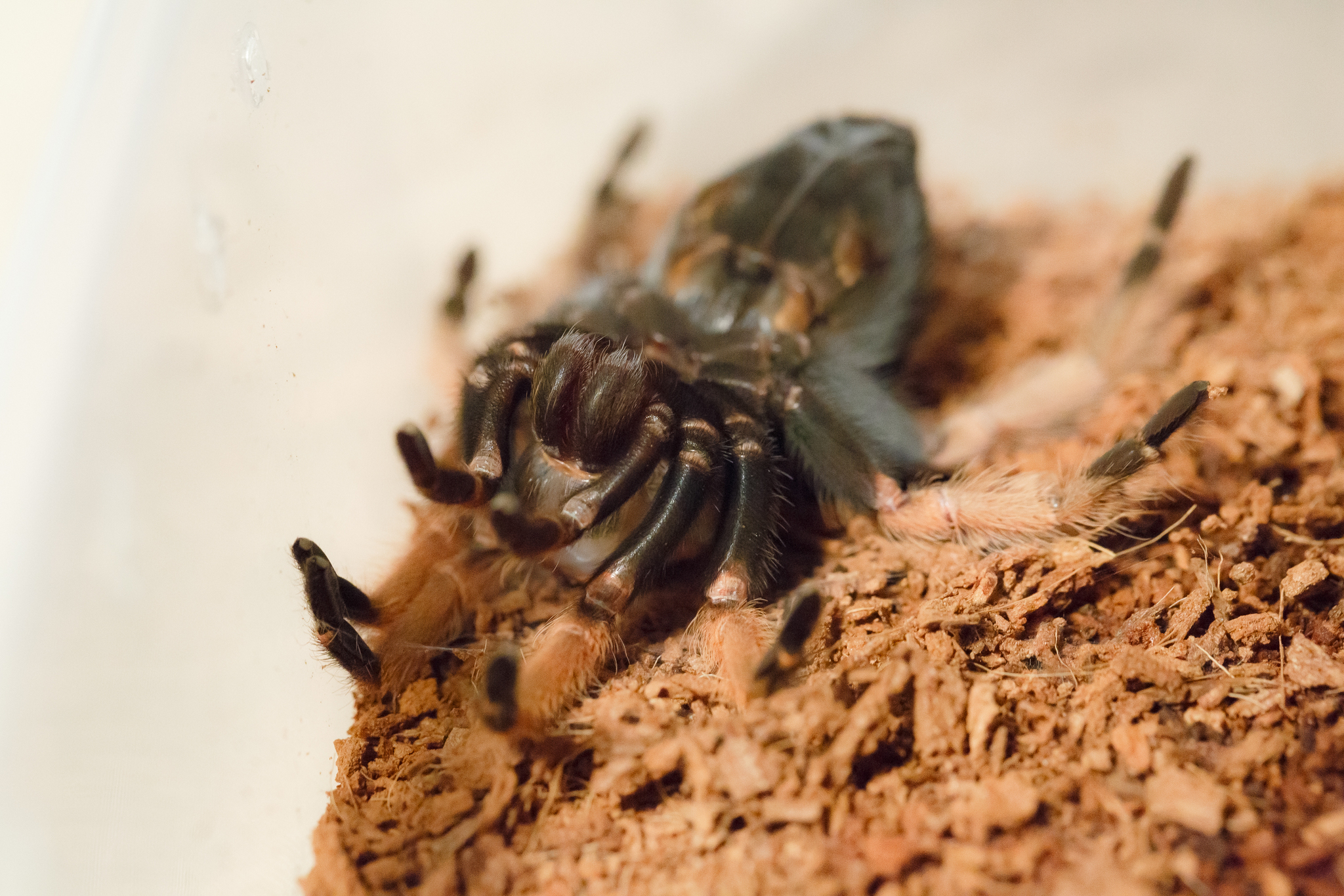 Moulting spiders - My, Pets, Bird spiders, Care and maintenance, Arachnophobia, Exotic animals, Spider, Video, Soundless, Longpost