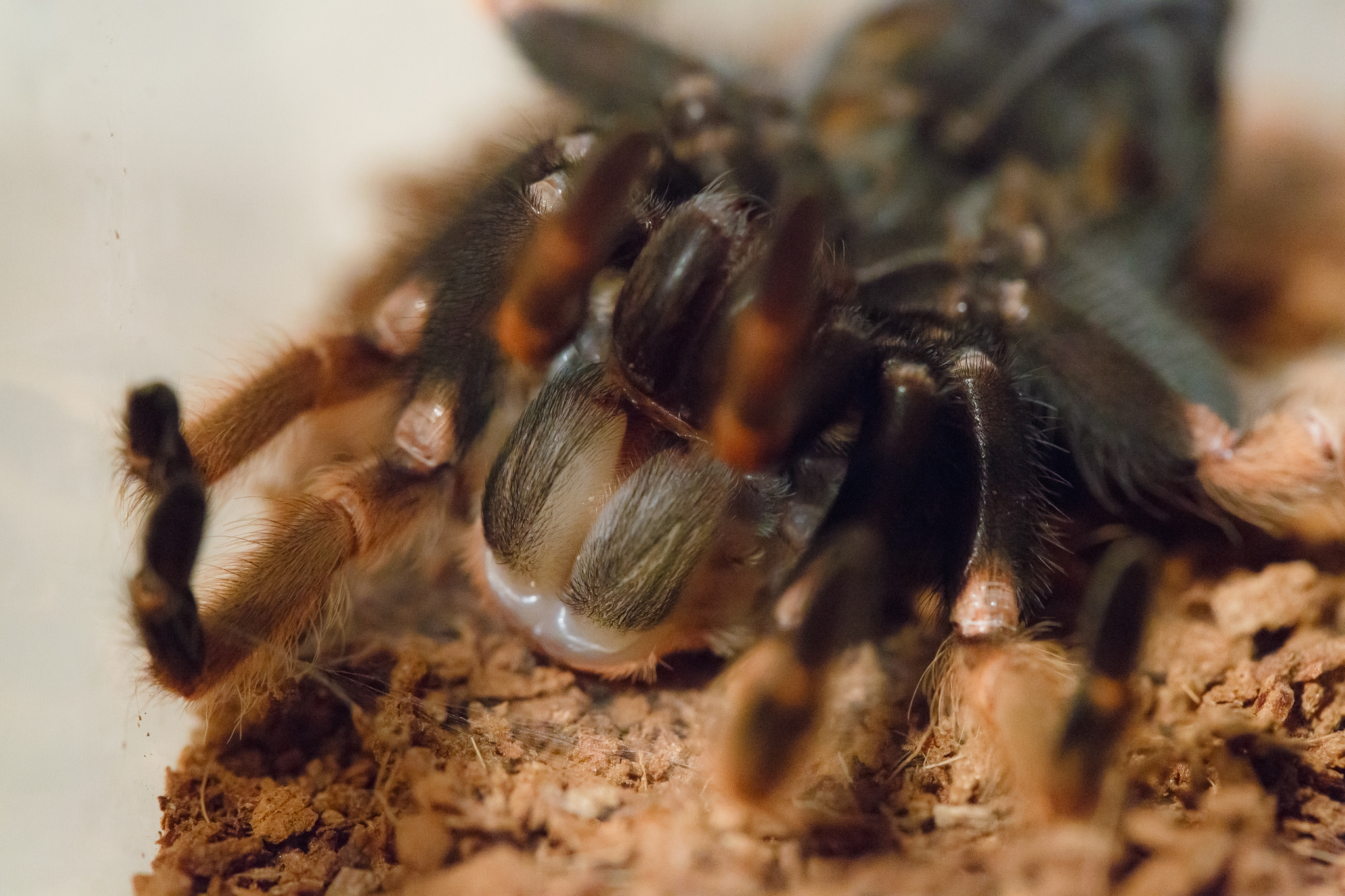 Moulting spiders - My, Pets, Bird spiders, Care and maintenance, Arachnophobia, Exotic animals, Spider, Video, Soundless, Longpost