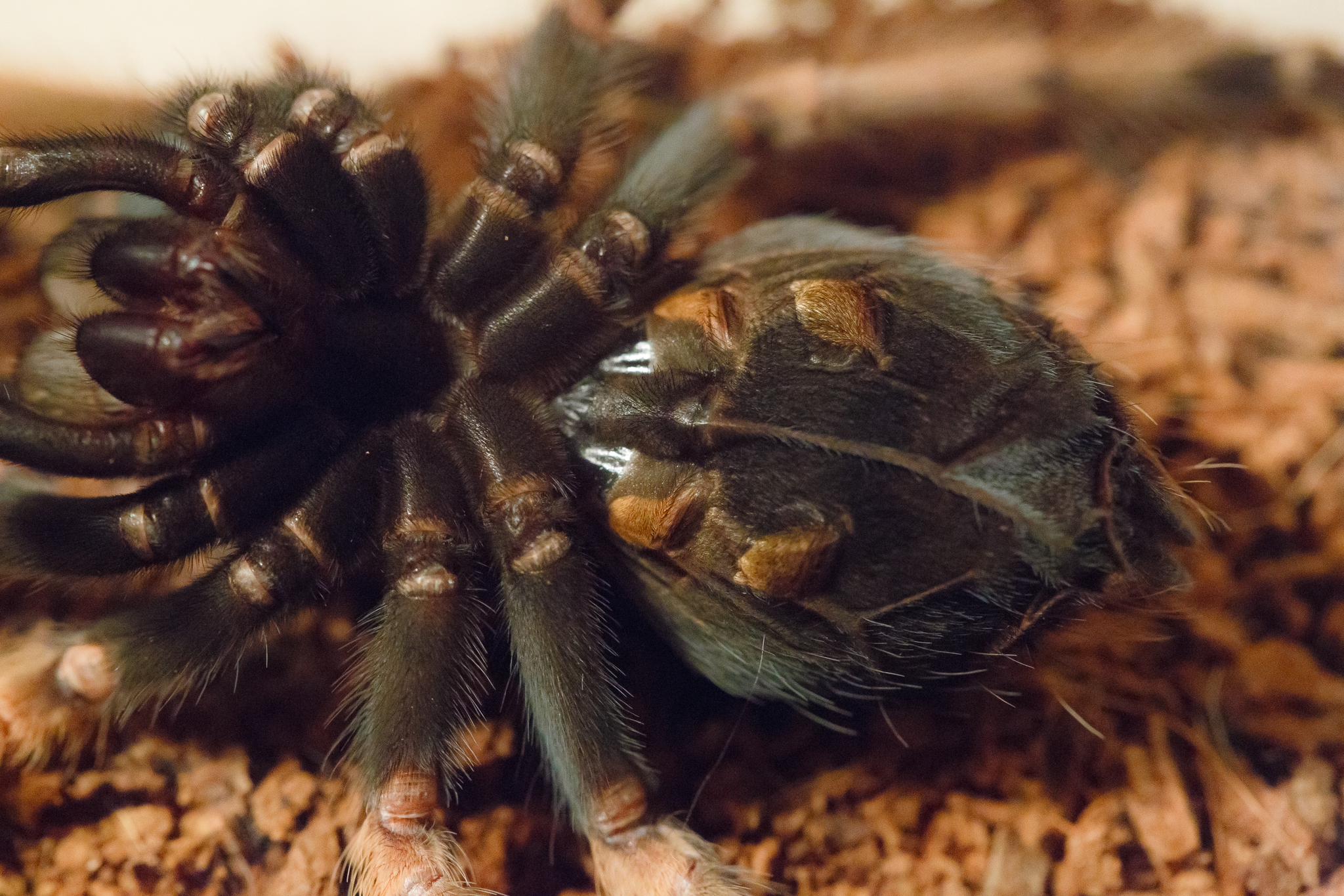 Moulting spiders - My, Pets, Bird spiders, Care and maintenance, Arachnophobia, Exotic animals, Spider, Video, Soundless, Longpost