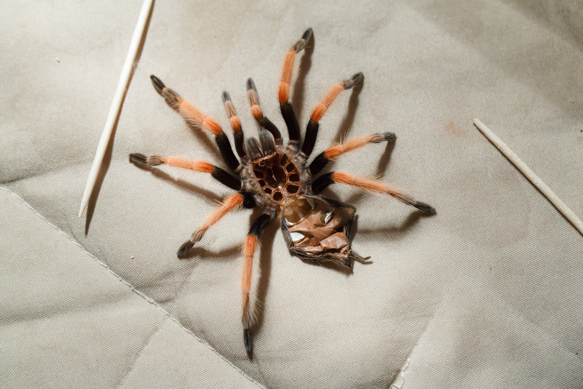 Moulting spiders - My, Pets, Bird spiders, Care and maintenance, Arachnophobia, Exotic animals, Spider, Video, Soundless, Longpost