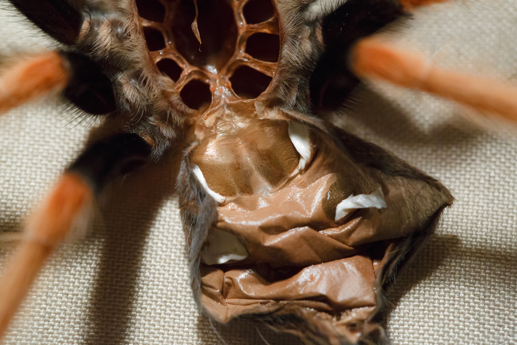 Moulting spiders - My, Pets, Bird spiders, Care and maintenance, Arachnophobia, Exotic animals, Spider, Video, Soundless, Longpost