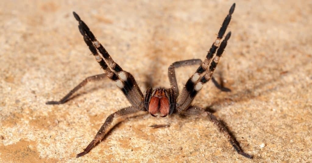 Moulting spiders - My, Pets, Bird spiders, Care and maintenance, Arachnophobia, Exotic animals, Spider, Video, Soundless, Longpost