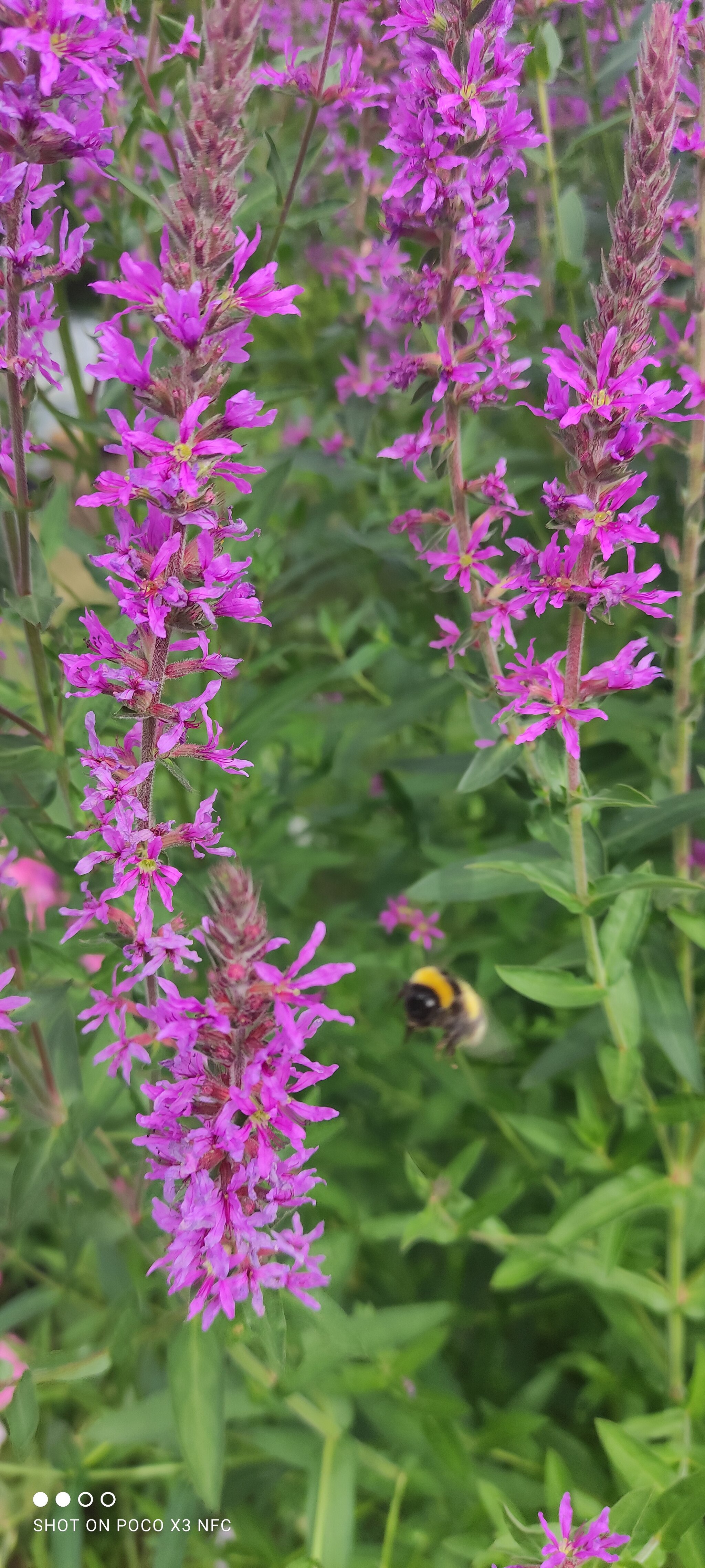 Reply to the post A moment of cuteness - Bumblebee, Macro photography, Flowers, The photo, Reply to post, Longpost