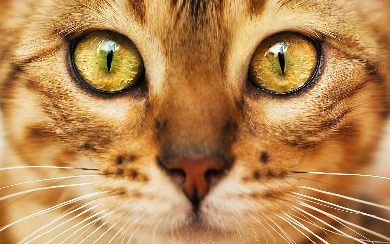 Видит ли ваша кошка призраков? | Пикабу