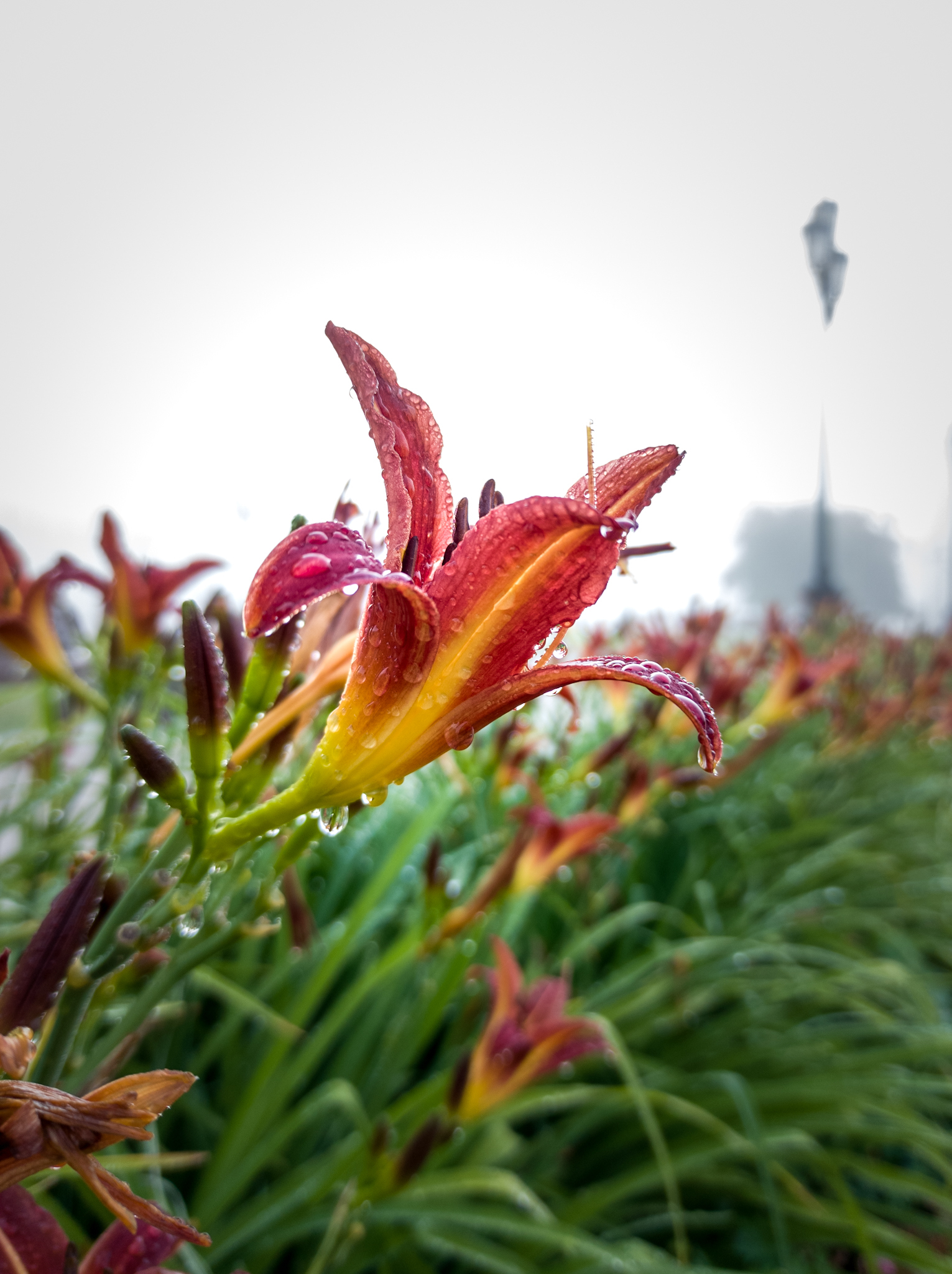 Foggy morning - My, Tobolsk, Fog, Morning, Mobile photography, Longpost