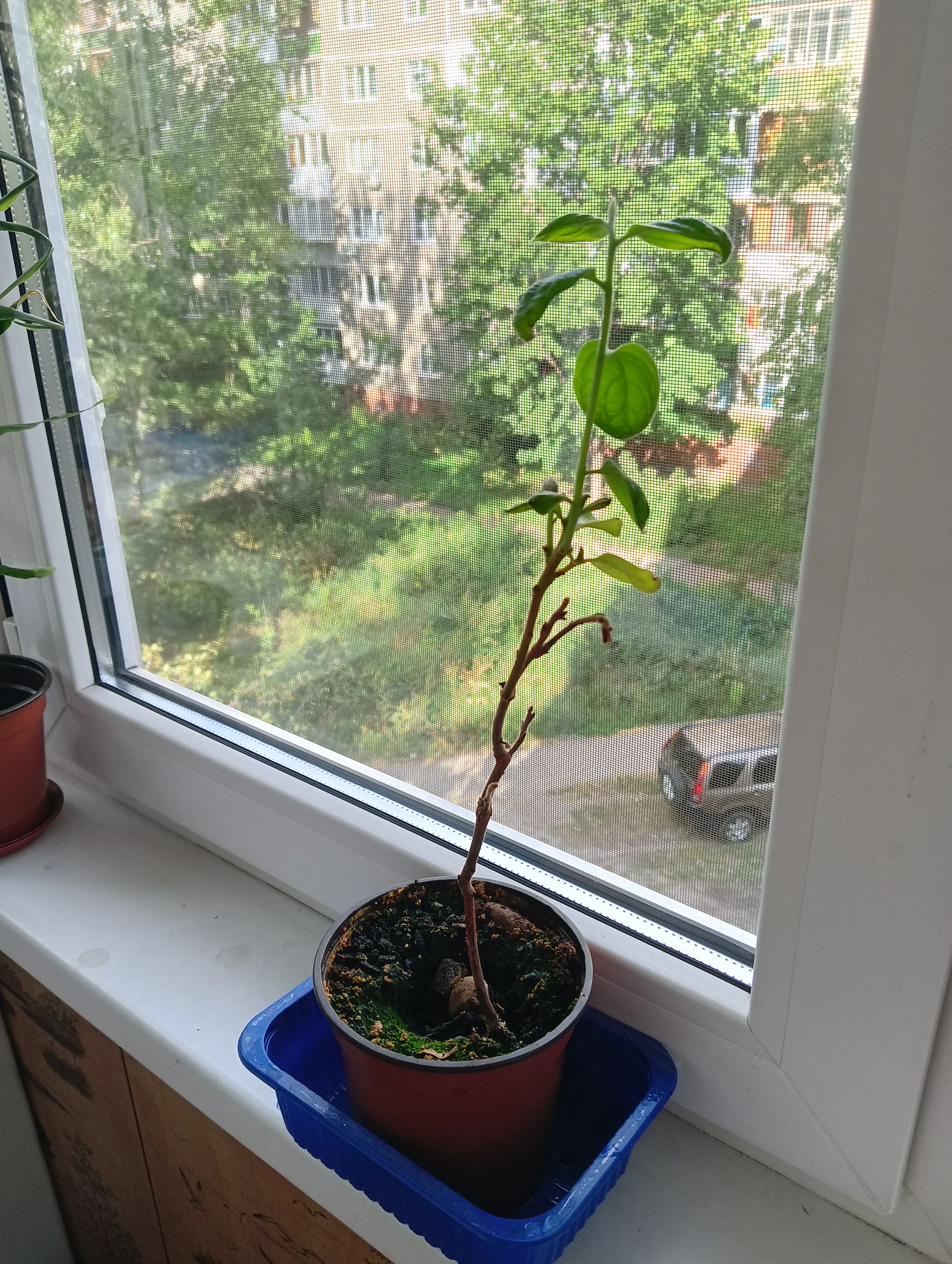 Exotic seed plants - My, The bone sprouted, Seeds, Exotic, Фрукты, Medlar, Avocado, Passion fruit, Garnet, Kiwi, Vegetable garden on the windowsill, Longpost