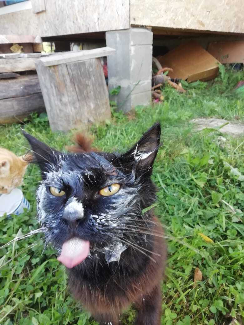 Nice in the countryside in summer... - My, Relaxation, Village, cat