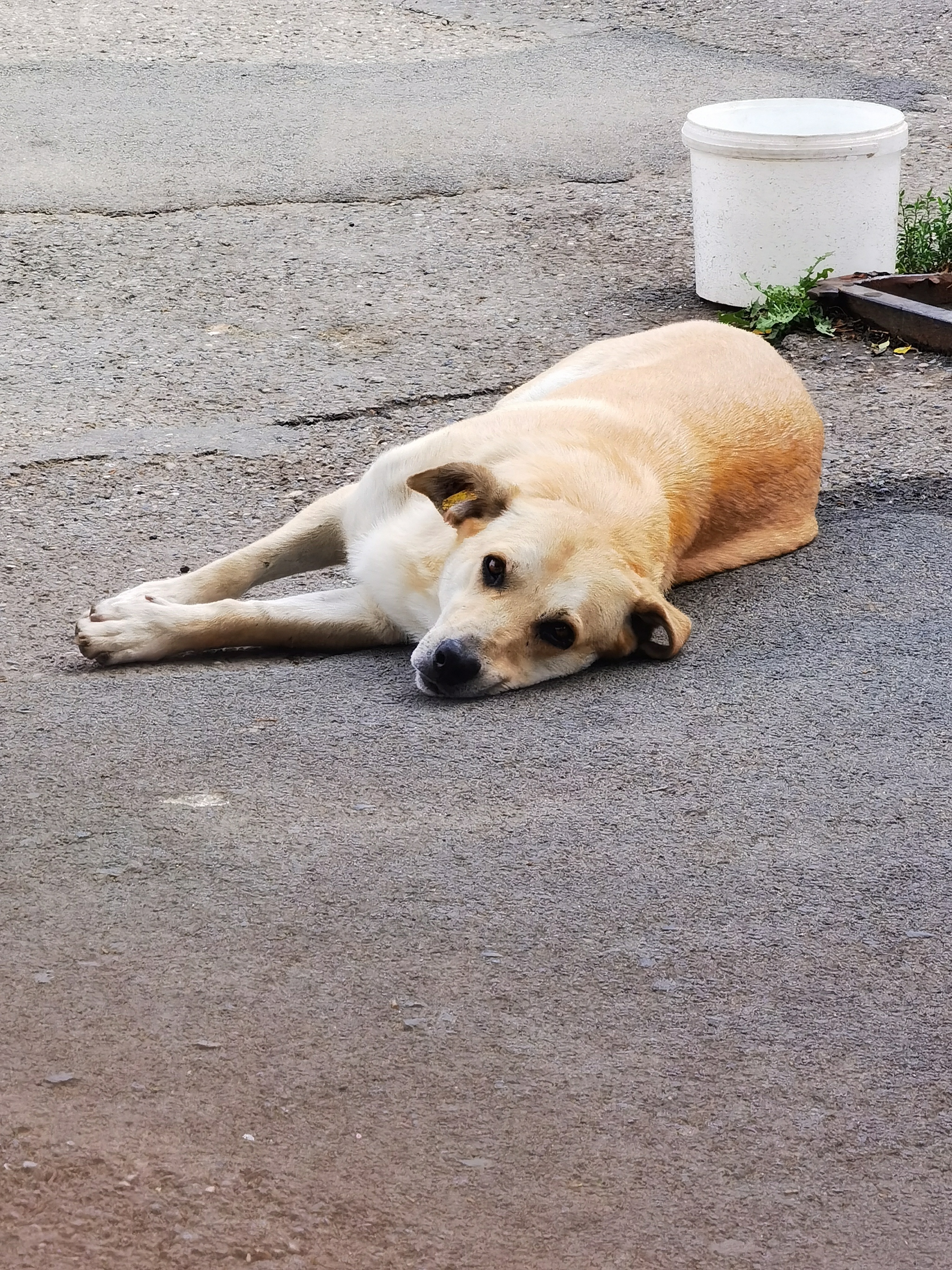 Keep ironers - My, Dog, The photo, Portrait, Seasons, Longpost