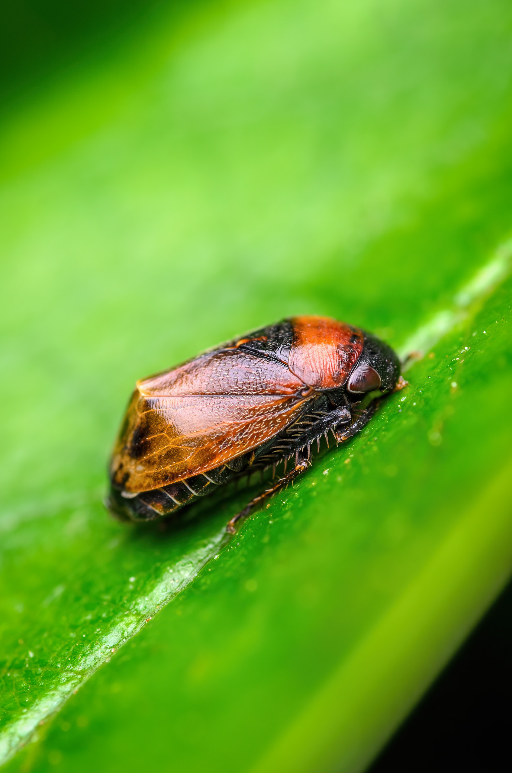 leafhopper - My, The photo, Nature, Animals, wildlife, Macro photography, Insects, Nikon, Nikon d5100, Sigma