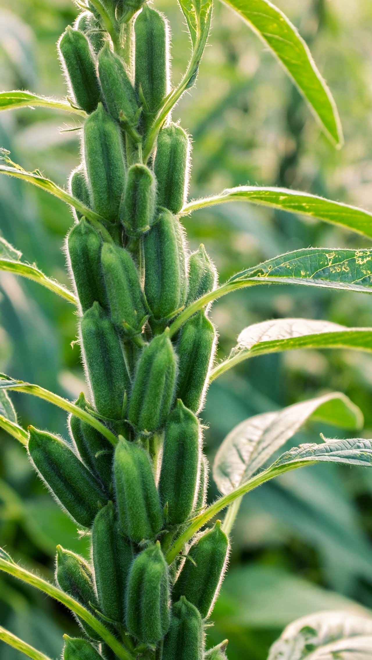 A moment of useless information - Sesame, Plants, Seeds, Longpost