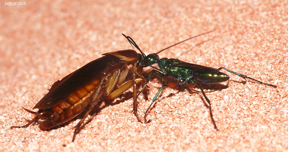 Personal cockroach of the emerald wasp - Wasp, Cockroaches, Zombie, In the animal world, Amazing, Insects, Video, Vertical video, Longpost