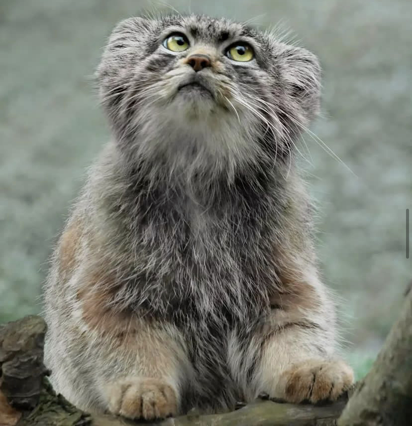 They are Manulata! - Pallas' cat, Pet the cat, Small cats, Cat family, Wild animals, Predatory animals, Fluffy, The photo