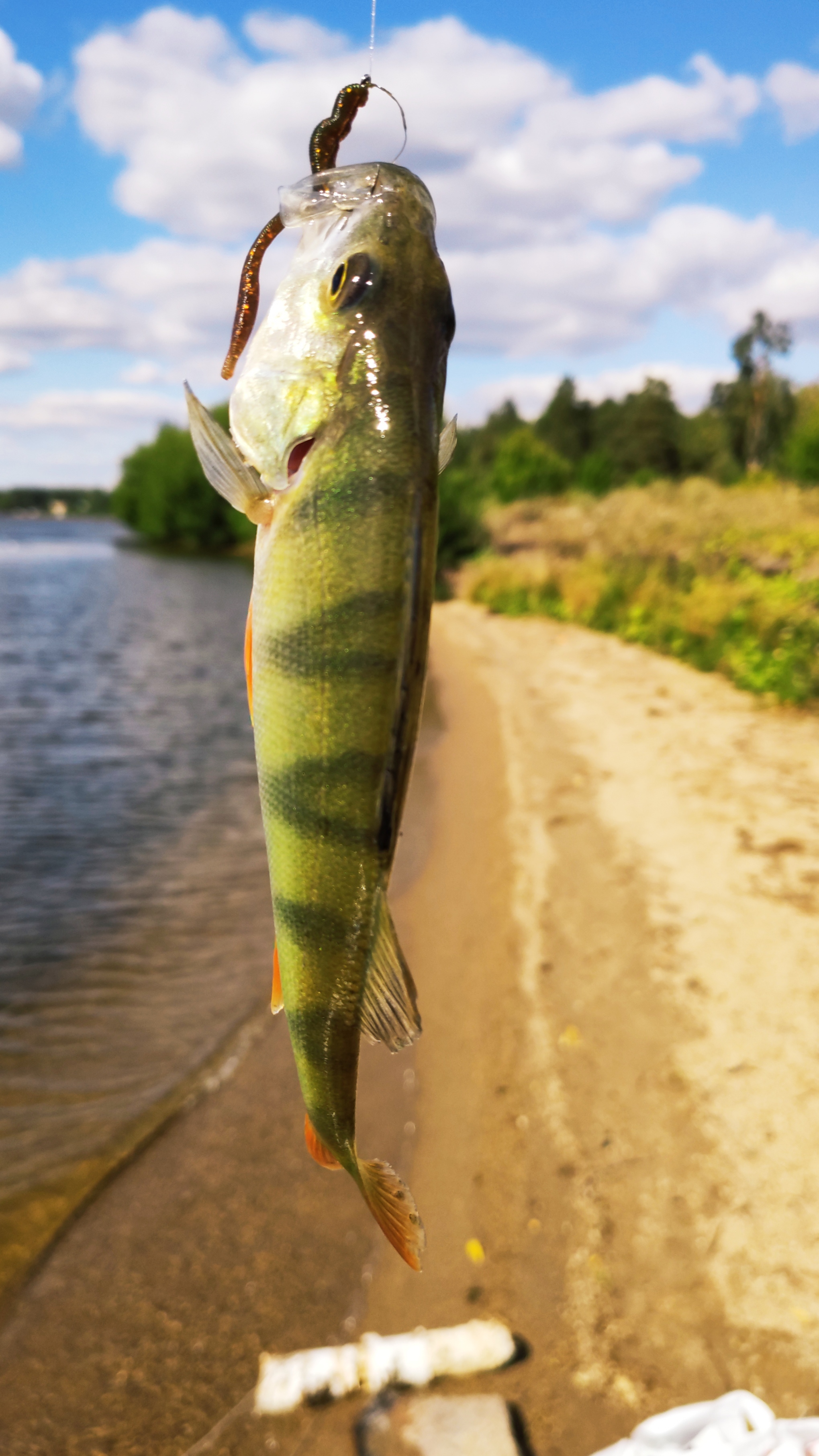 My photo bike fishing - My, Fishing, Flowers, The photo, Longpost