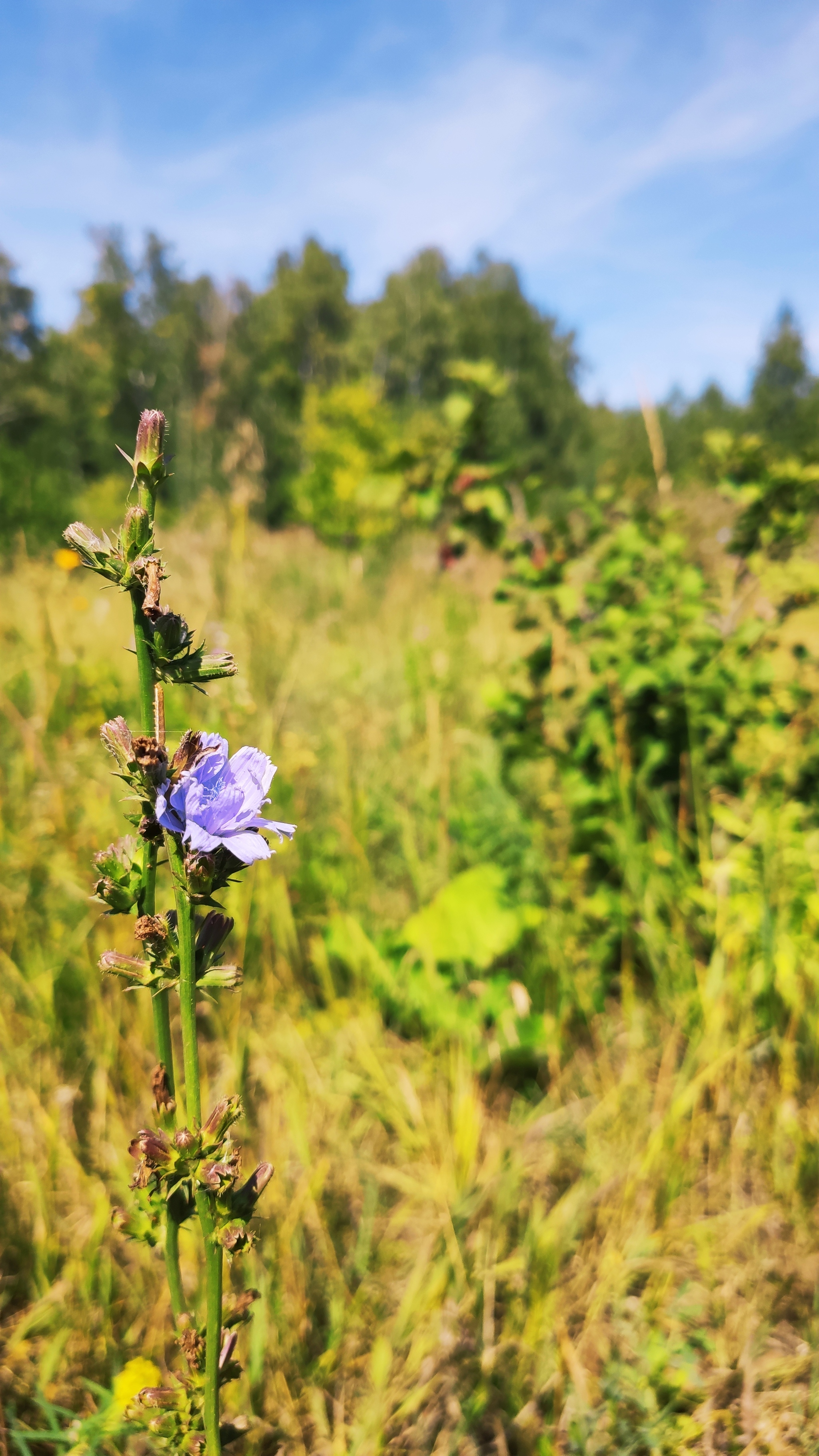 My photo bike fishing - My, Fishing, Flowers, The photo, Longpost