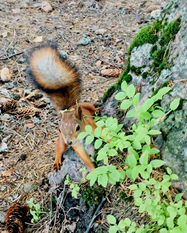 Portrait - My, Squirrel, Mobile photography, Vyborg, Mon Repos Park