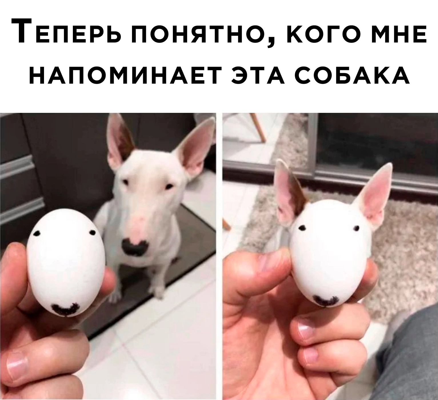 This is a turn, the dog's head looks like an egg) - My, Humor, Announcement, Picture with text