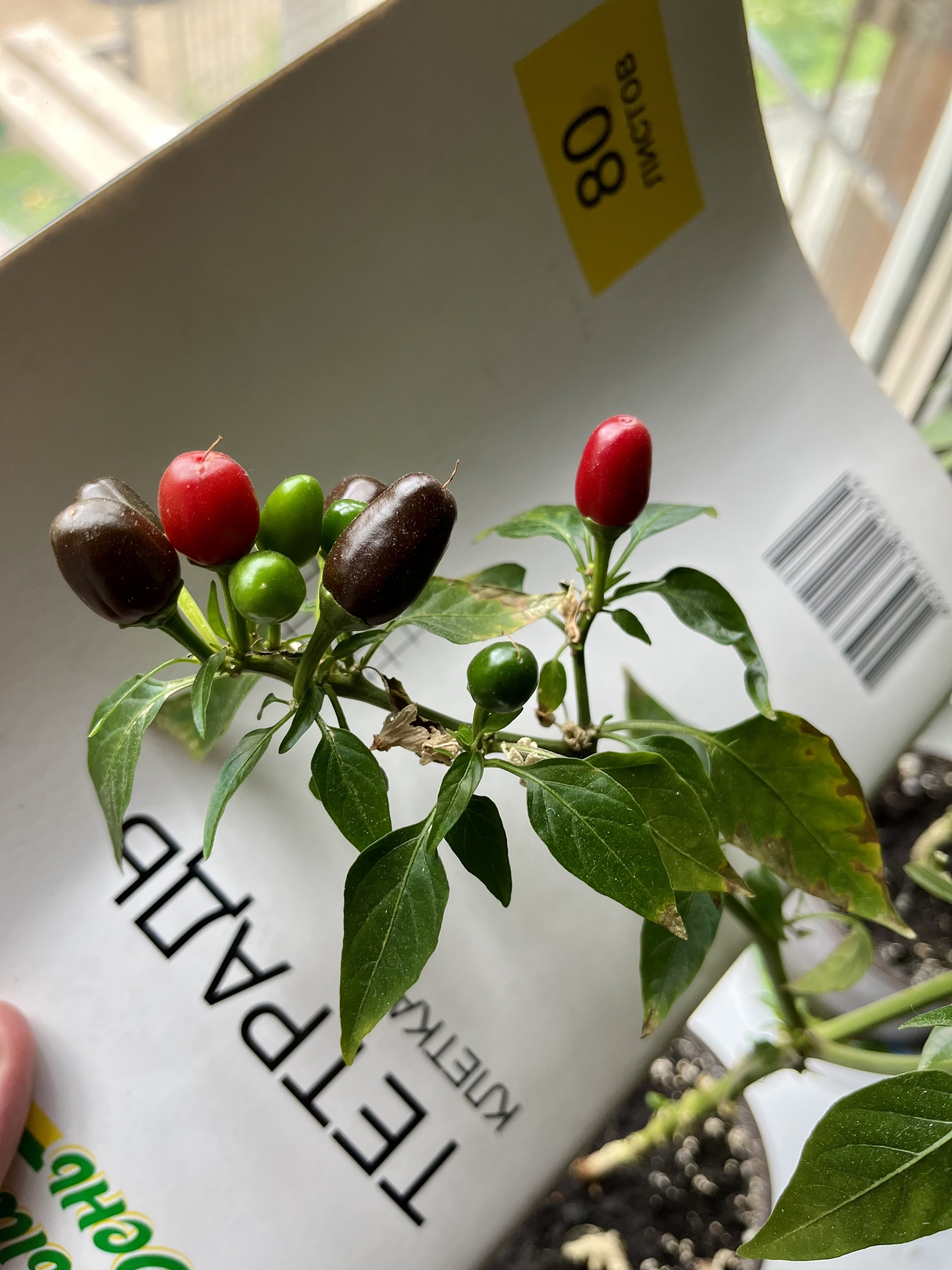 Tell me what kind of pepper - My, Hot peppers, Pepper, Houseplants, Longpost