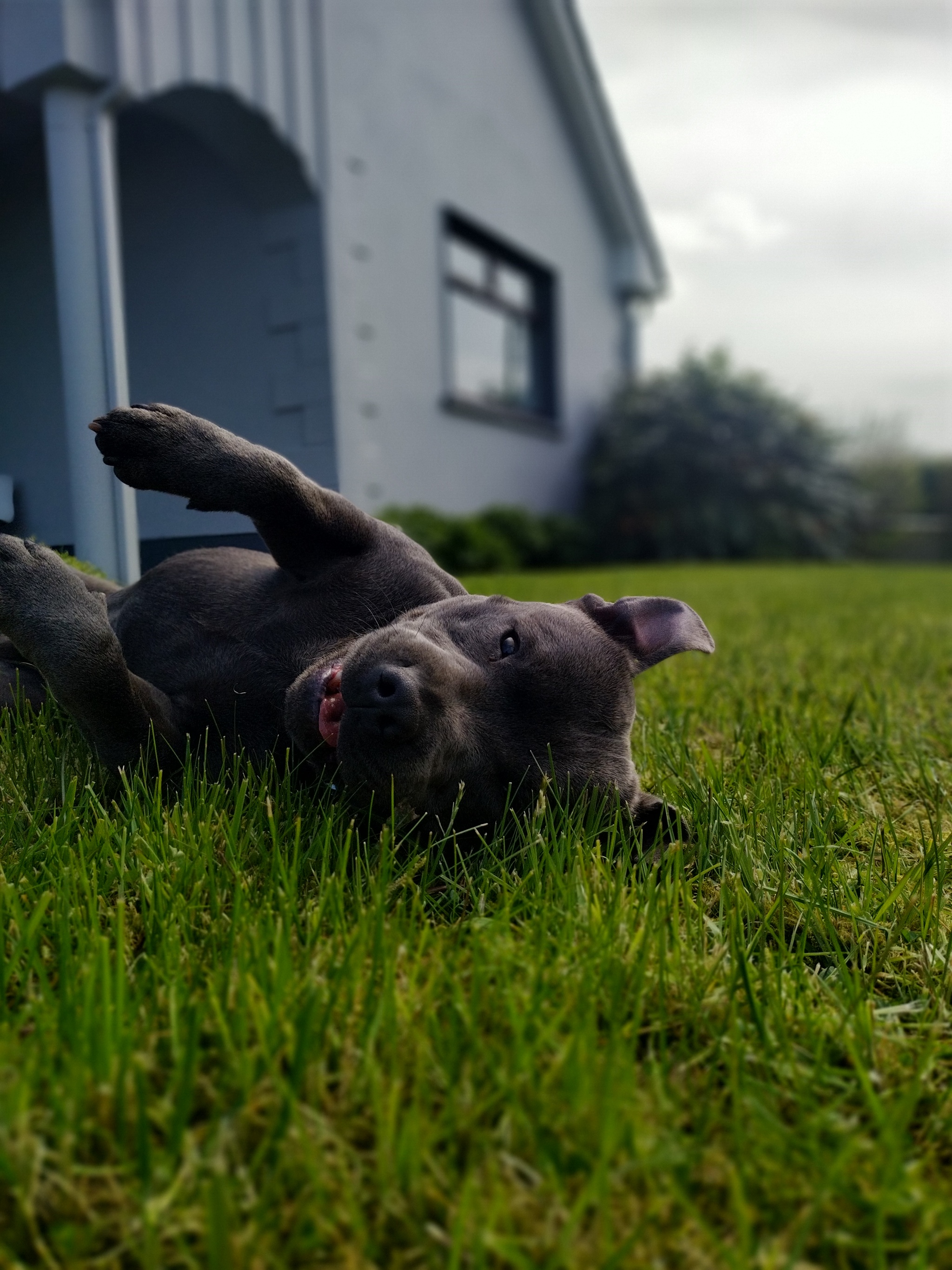 Response to the post Making the world a better place: World Homeless Animal Day - My, The strength of the Peekaboo, Homeless animals, Helping animals, Volunteering, Dog, Reply to post, Longpost