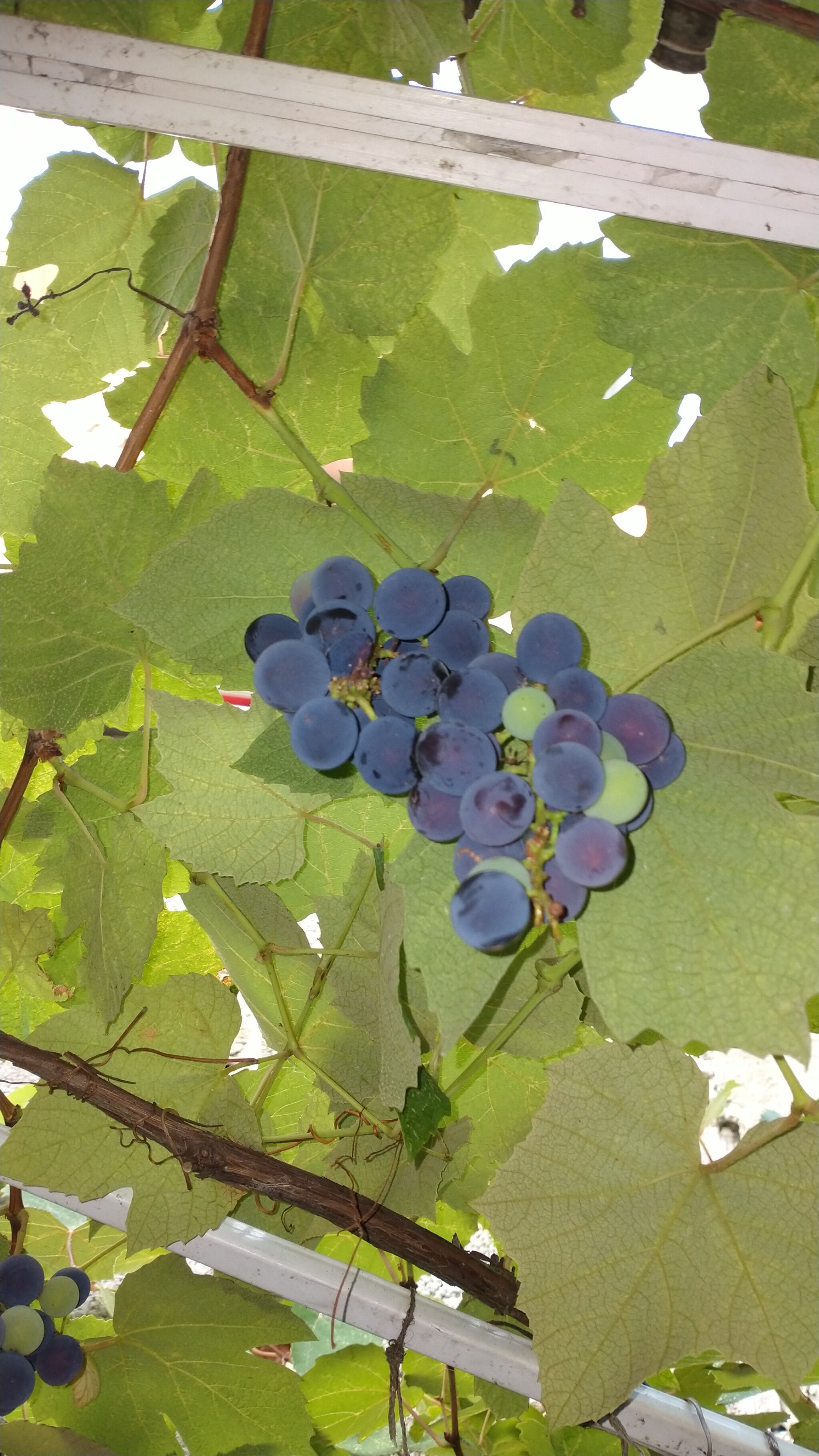 Centenary grapes - My, Vineyard, Age, 100 years, Longpost