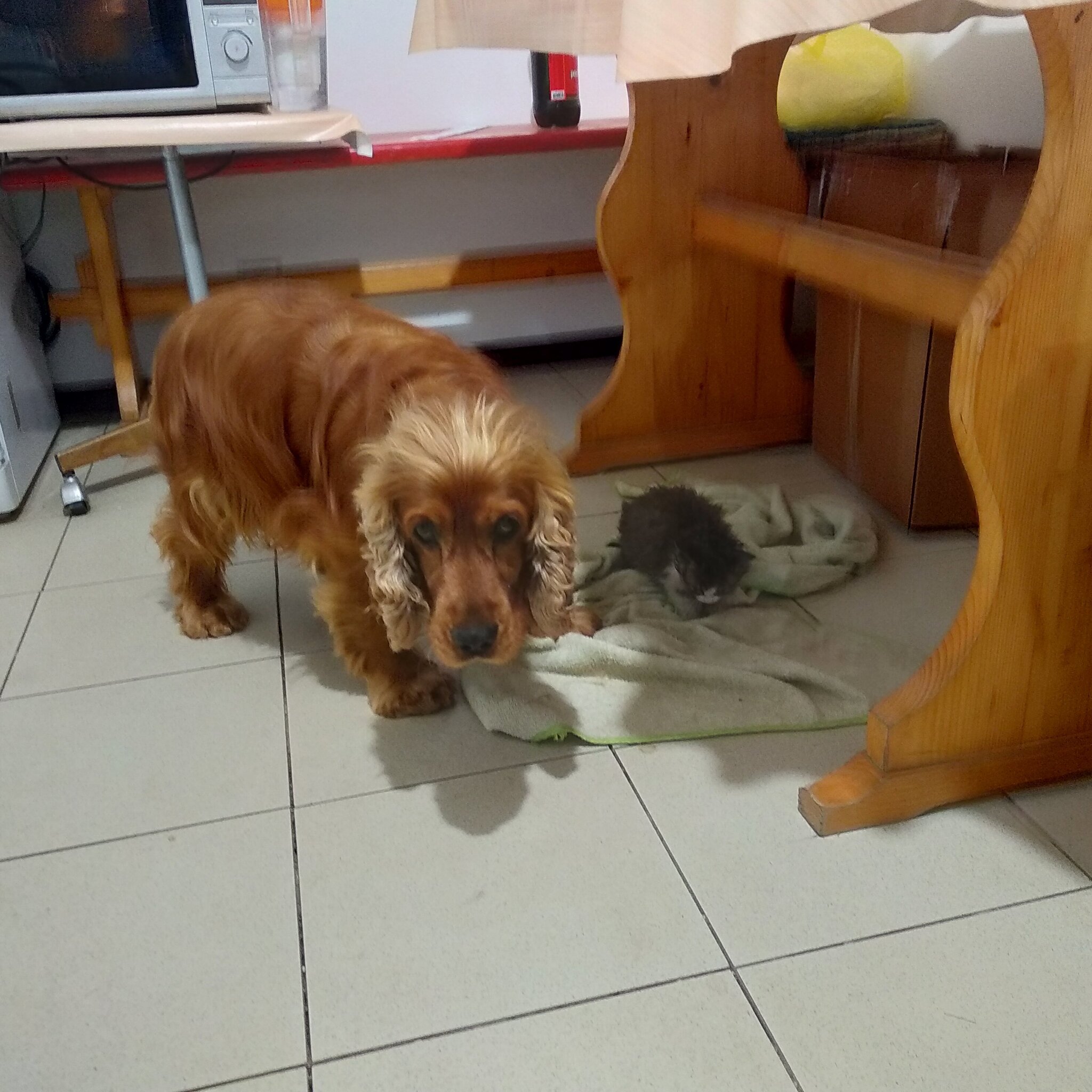 Woof and meow - My, cat, Dog, Cocker Spaniel, Private house, Moldova, Kishinev, Mat, Longpost