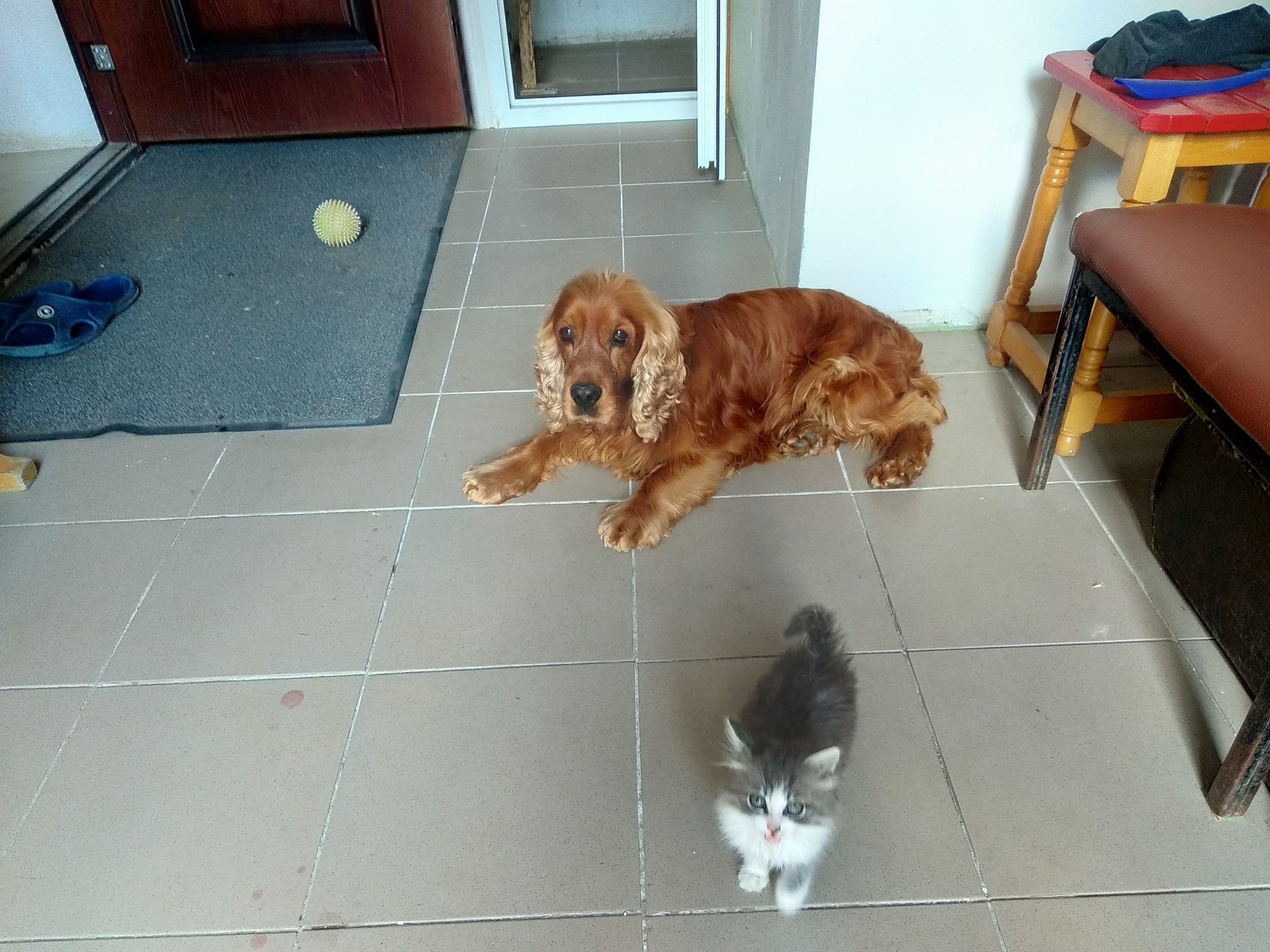 Woof and meow - My, cat, Dog, Cocker Spaniel, Private house, Moldova, Kishinev, Mat, Longpost