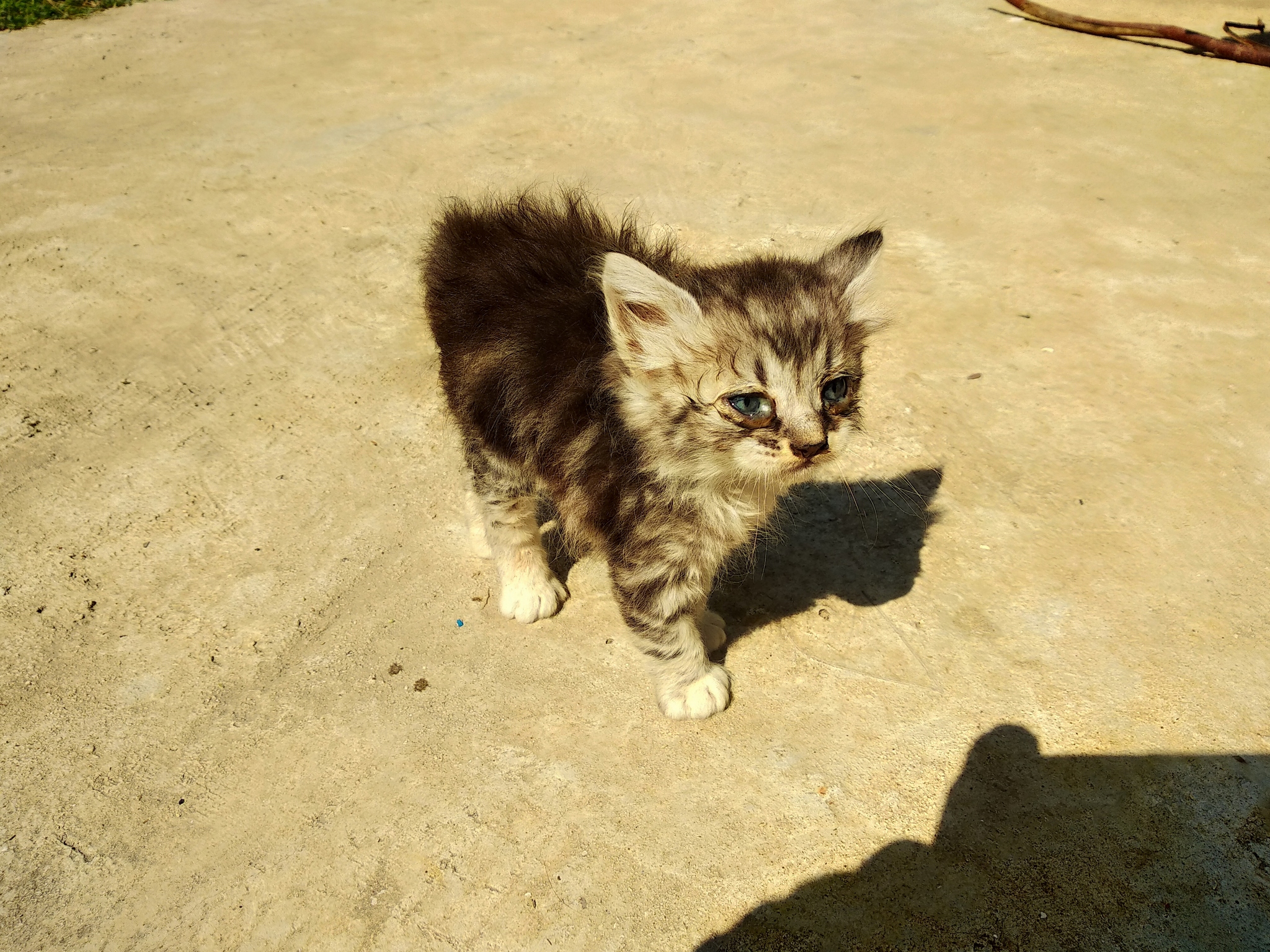 Woof and meow - My, cat, Dog, Cocker Spaniel, Private house, Moldova, Kishinev, Mat, Longpost