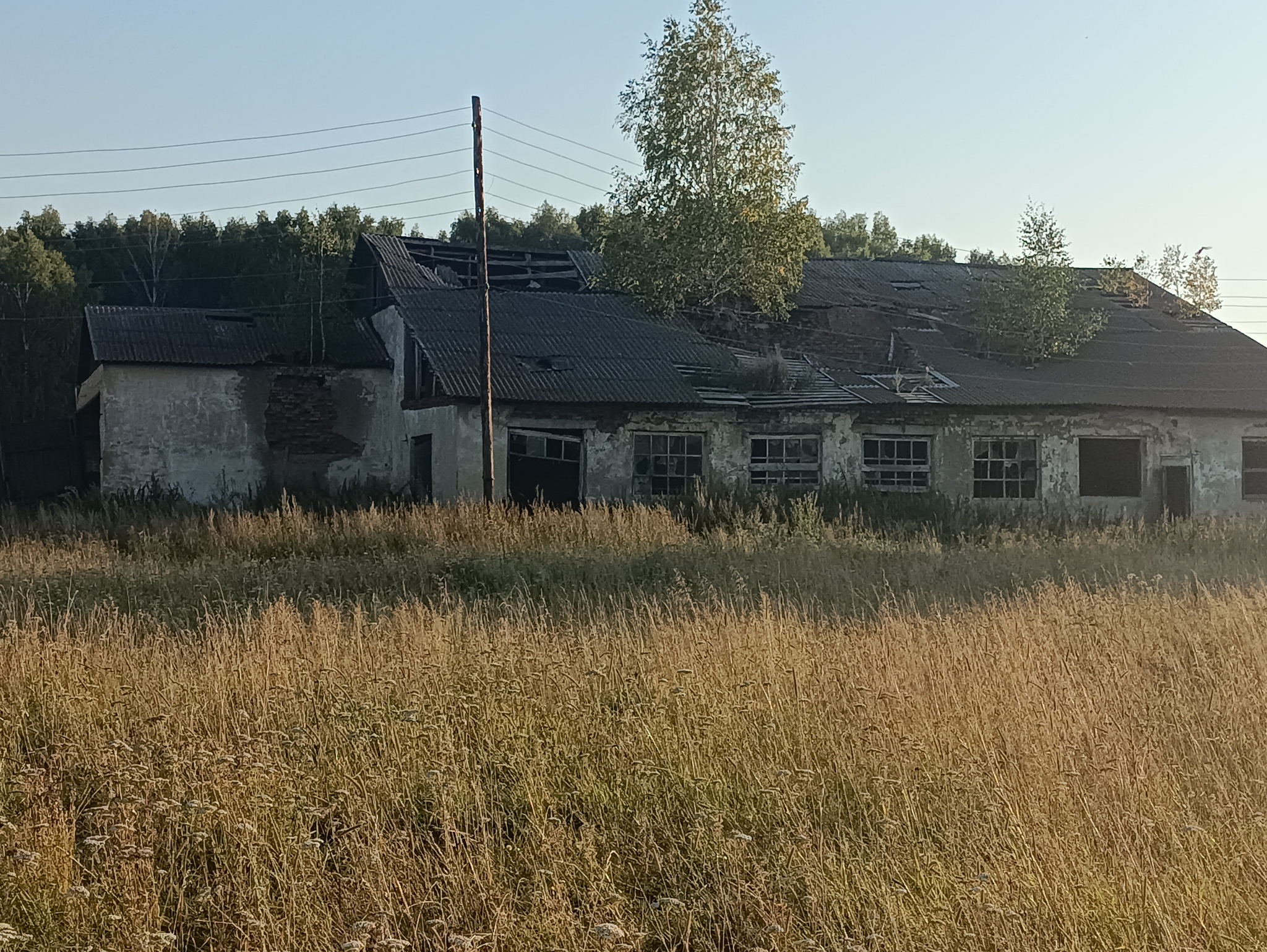 For many years the birch has been living on the roof - My, Ruins, Birch, Garage, Abandoned