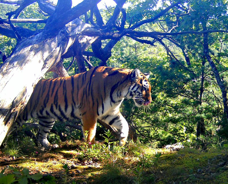 Who is stronger?... - Who is stronger, Amur tiger, Brown bears, Wild animals, Tiger, Big cats, The Bears, wildlife, Phototrap, National park, beauty of nature, The photo, Land of the Leopard, Predatory animals, Longpost