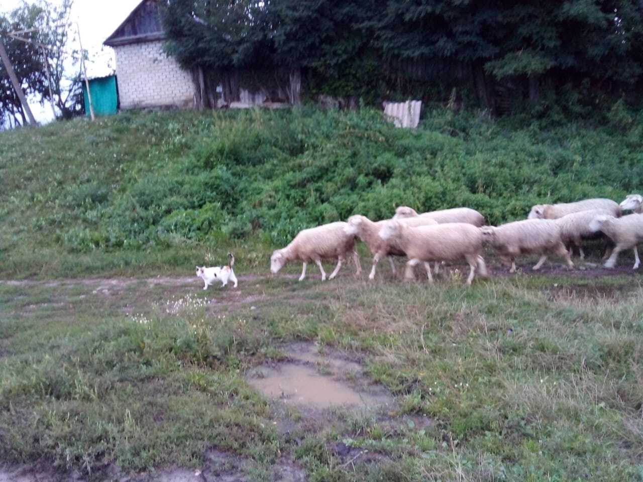 Forward, my personal army! - The photo, cat, Tricolor cat