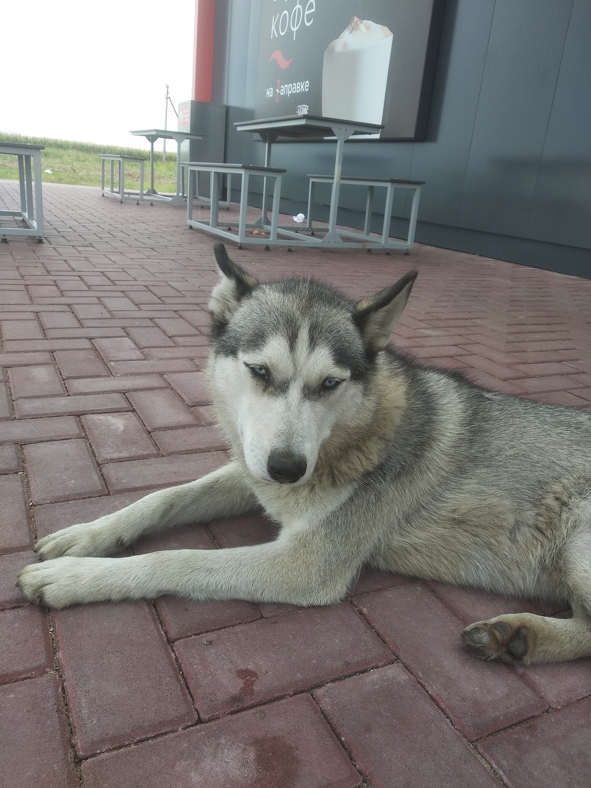 Husky, possibly lost. Highway M-4 Don - Husky, Lost, No rating, Found a dog, Route M4, Longpost, Dog