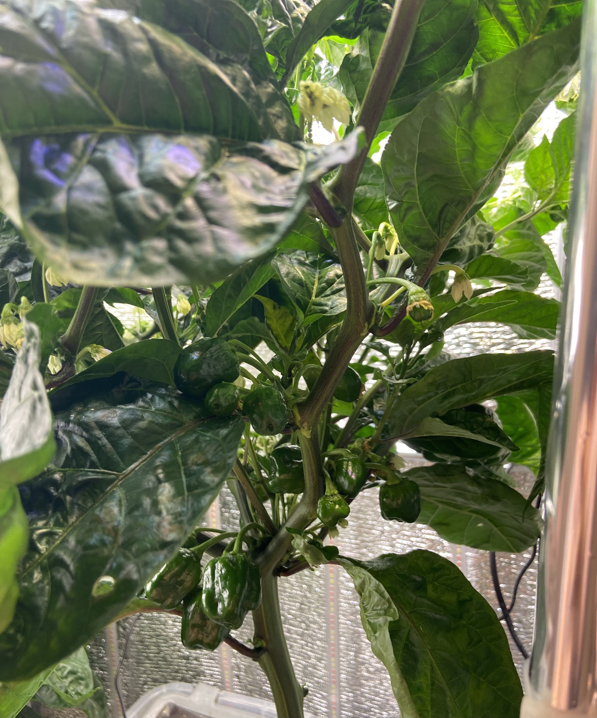 Ripening Habanero Orange - My, Hot peppers, Habanero, Hydroponics, Longpost