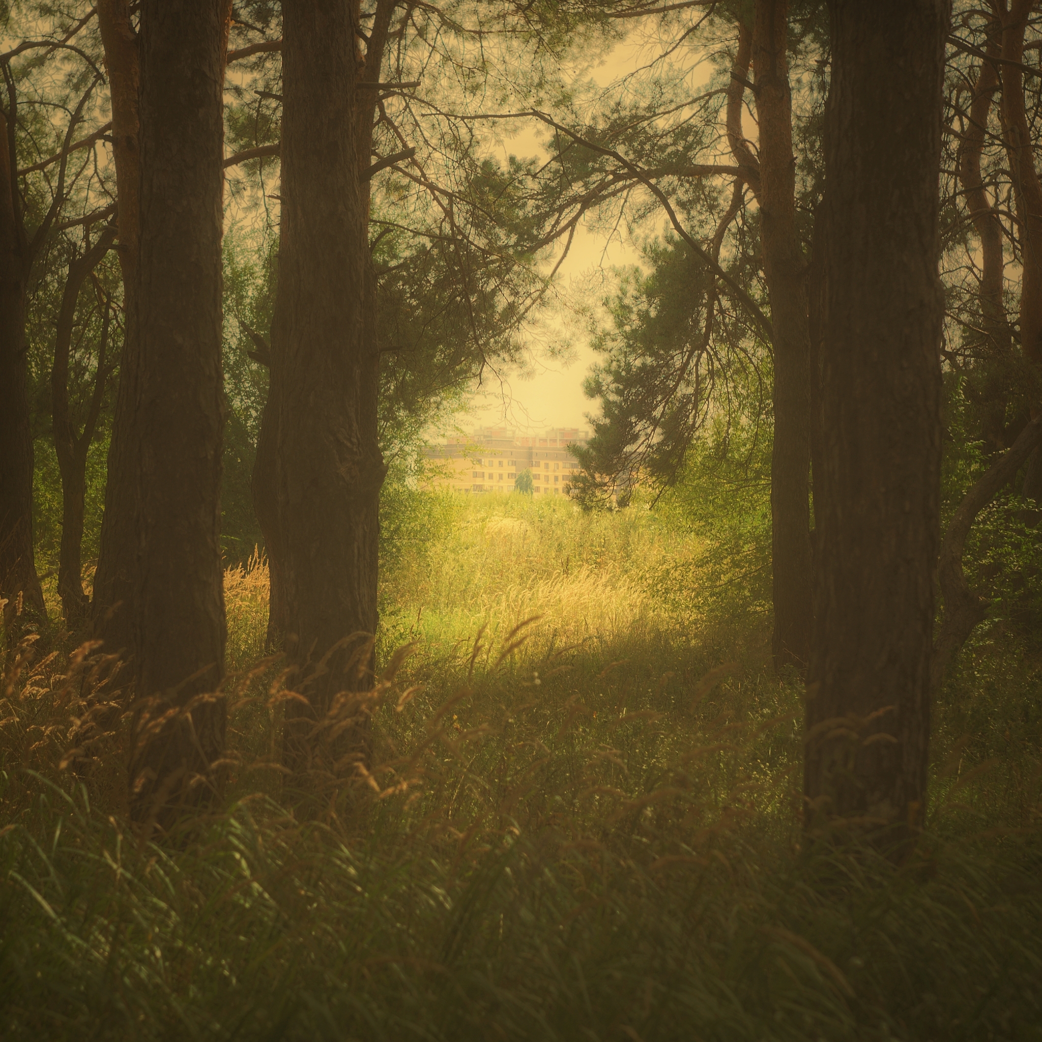 Wrong turn... - My, The photo, Forest, Building, Path