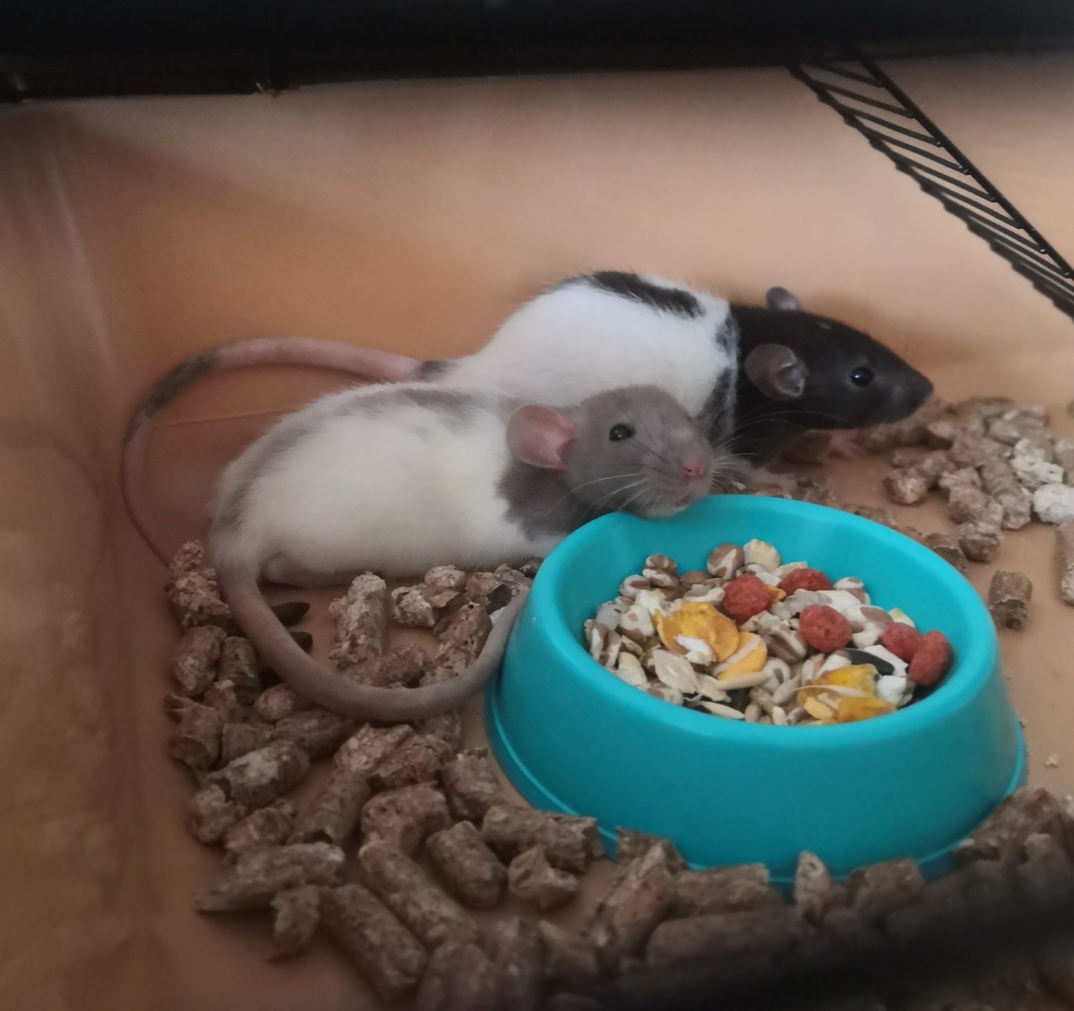 Long-awaited resettlement.) - My, Decorative rats, Rat, Pets, Longpost