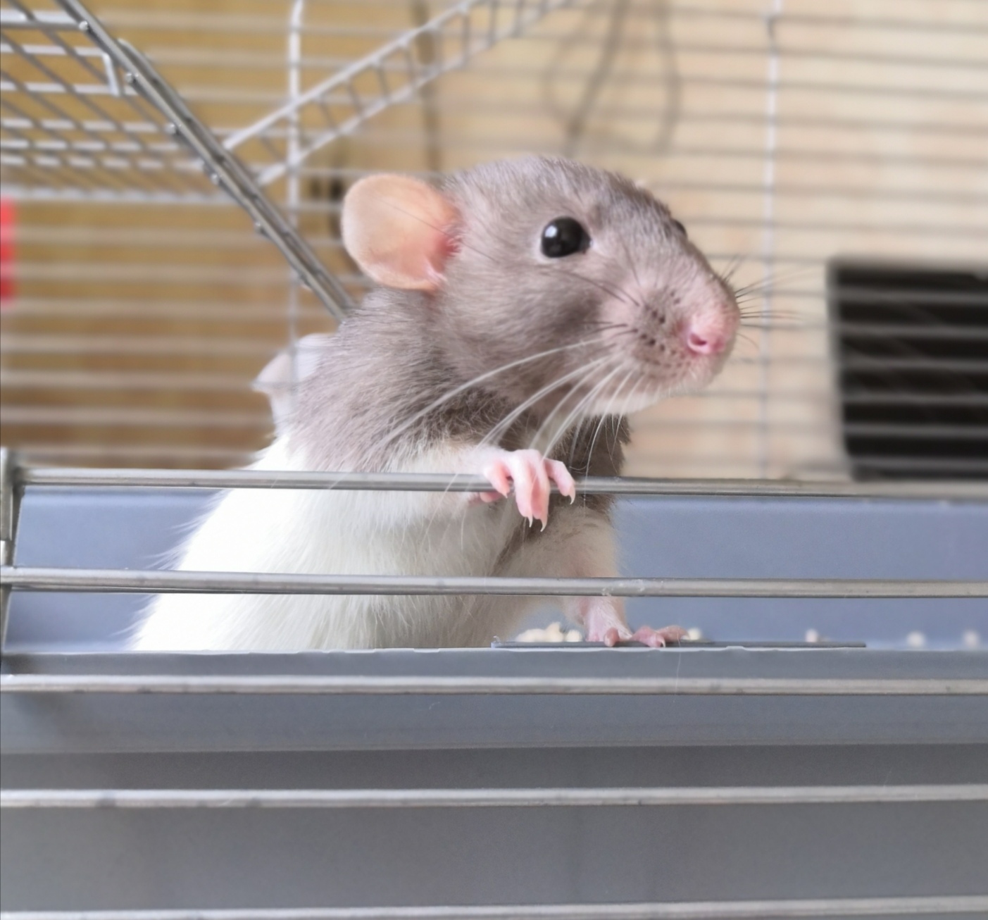 Long-awaited resettlement.) - My, Decorative rats, Rat, Pets, Longpost