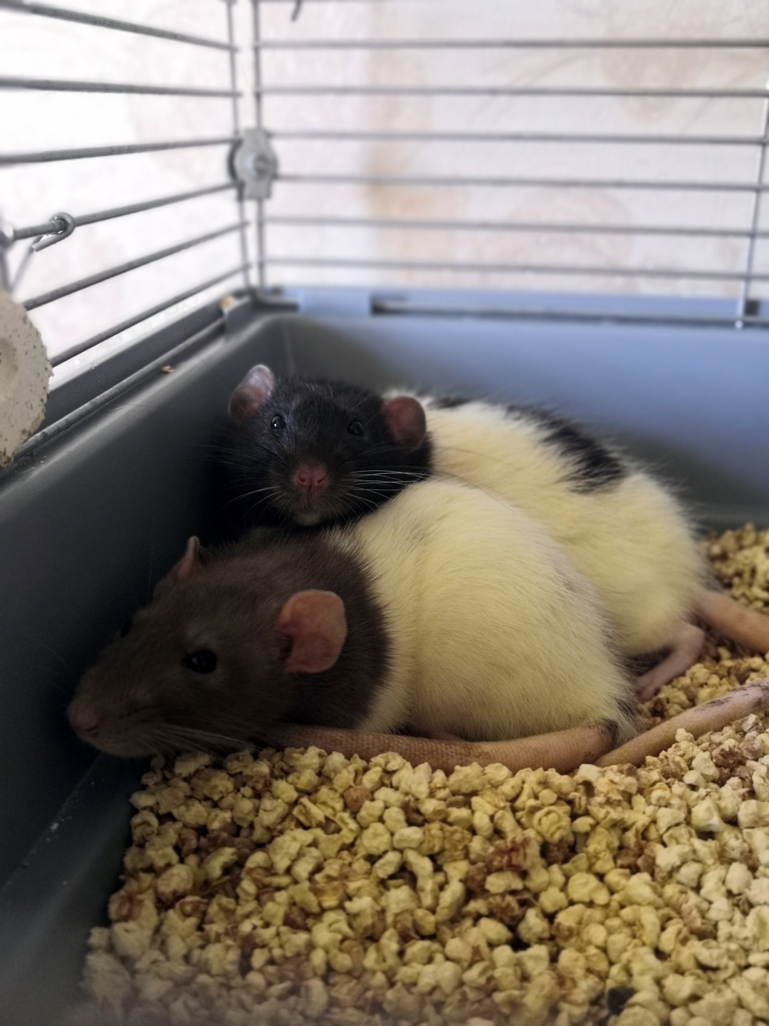 Long-awaited resettlement.) - My, Decorative rats, Rat, Pets, Longpost