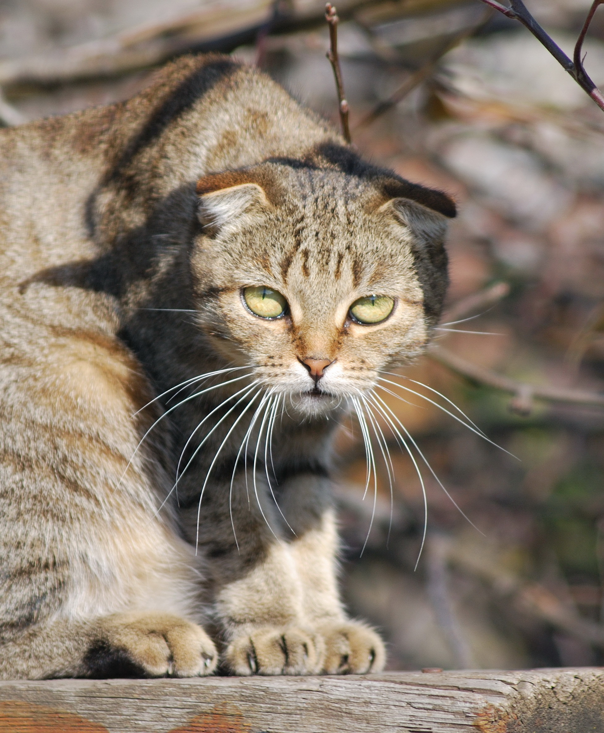 Котиков много не бывает! - Моё, Красноярск, Сибирь, Фотография, Кот, Настроение, Длиннопост