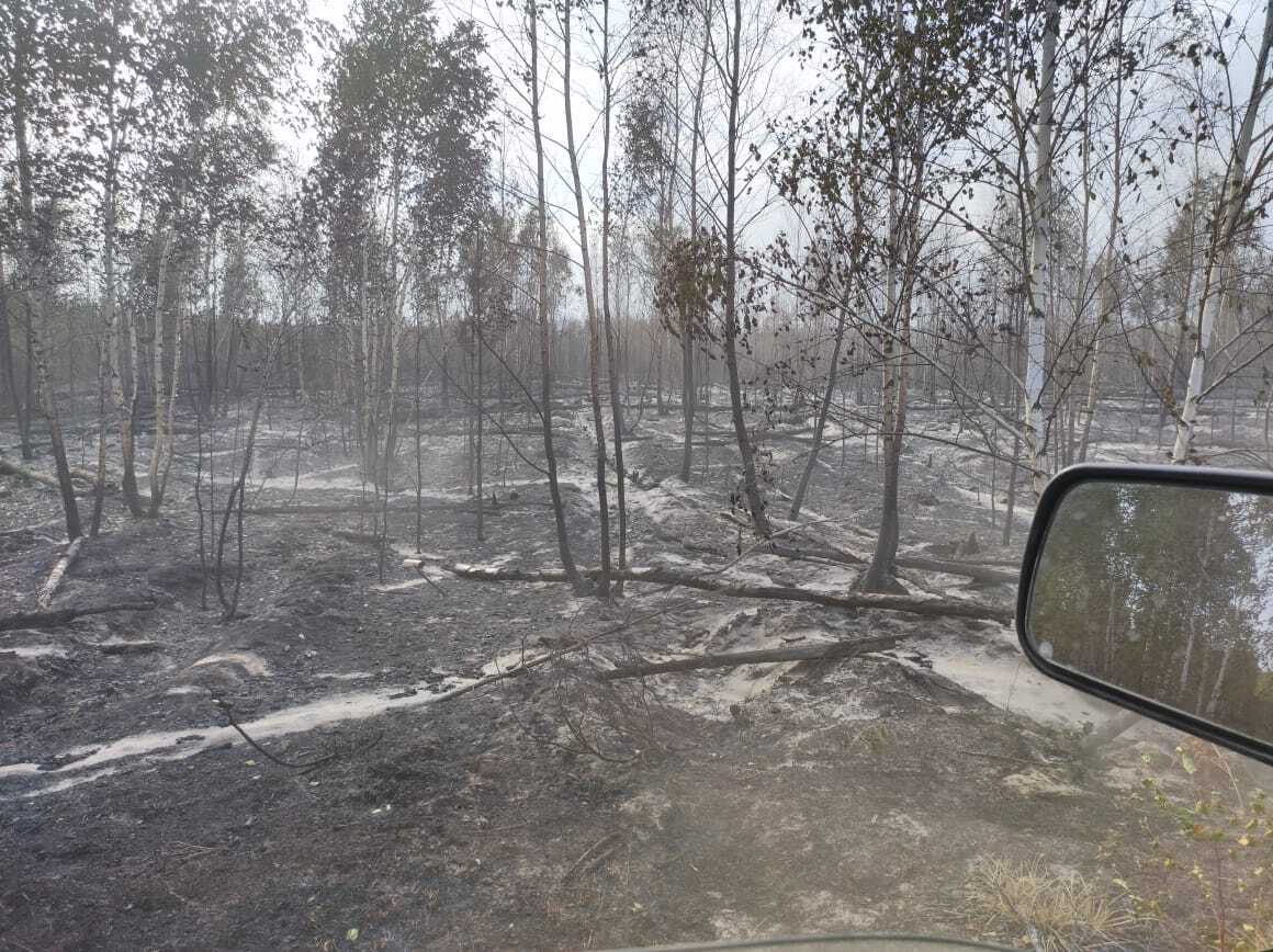 Photo of the consequences of a fire in Ryazan - My, Ryazan, Fire, Longpost, Forest fires, Wolf