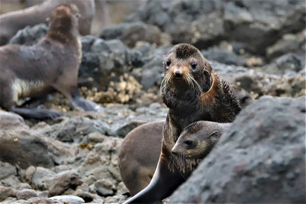 22 fur seals freed from plastic waste on the Commander Islands - Ecology, Eco-city, Nature, Media and press, Longpost, Fur seal, Animal Rescue, Commander Islands