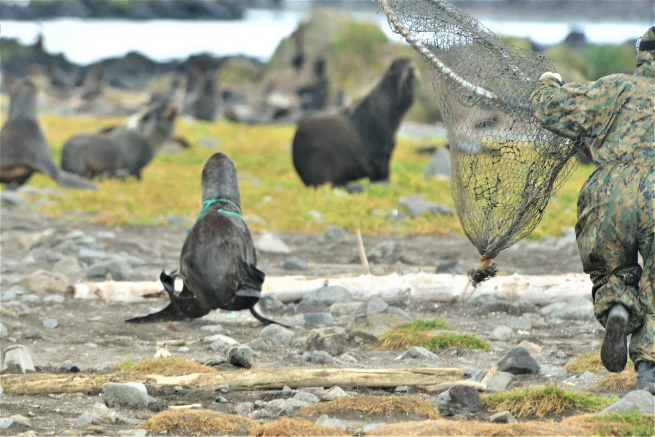 22 fur seals freed from plastic waste on the Commander Islands - Ecology, Eco-city, Nature, Media and press, Longpost, Fur seal, Animal Rescue, Commander Islands