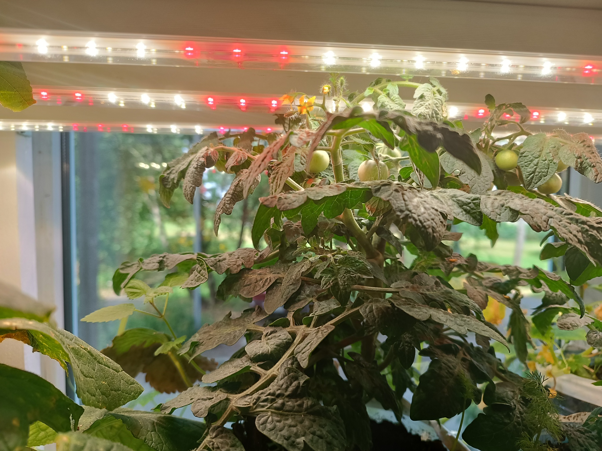 Winter garden on the loggia - My, Plants, Houseplants, Garden, Macro photography, Garden, Bloom, Tomatoes, Loggia, Winter Garden, Quail, California Red Worm, Plant growing, Strawberry (plant), Hydroponics, Salad, Microgreens, Urban farming, Longpost