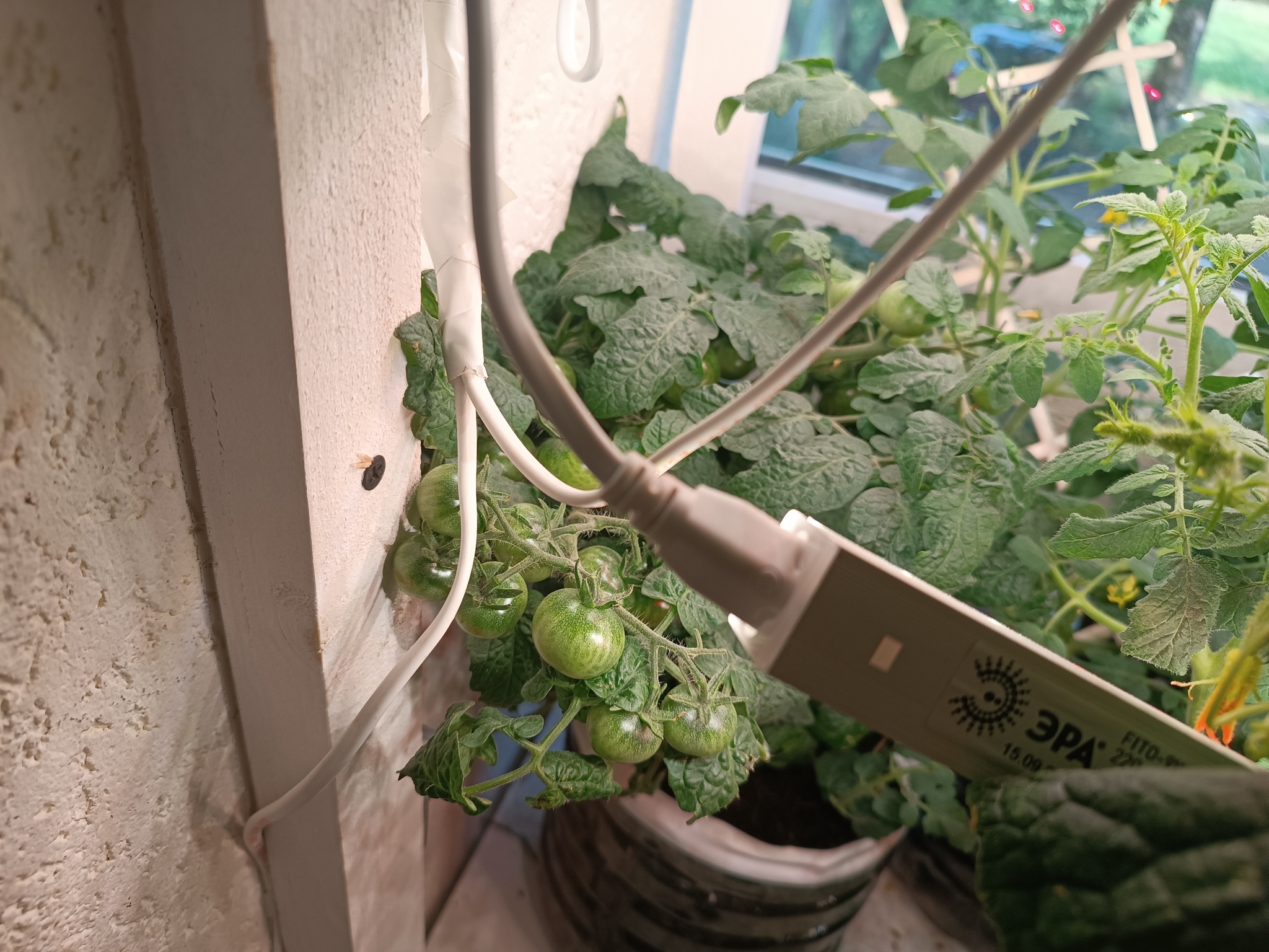 Winter garden on the loggia - My, Plants, Houseplants, Garden, Macro photography, Garden, Bloom, Tomatoes, Loggia, Winter Garden, Quail, California Red Worm, Plant growing, Strawberry (plant), Hydroponics, Salad, Microgreens, Urban farming, Longpost