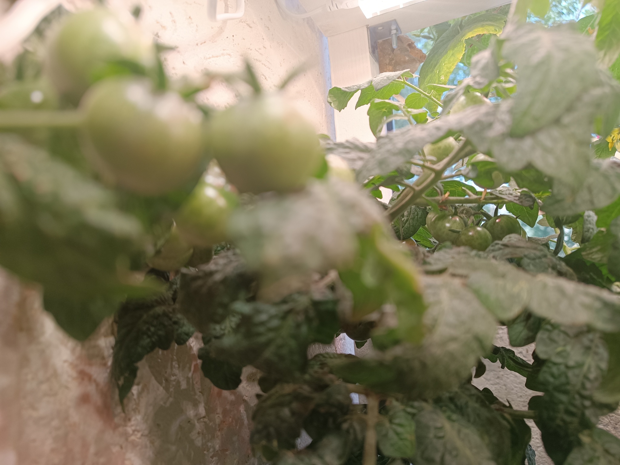 Winter garden on the loggia - My, Plants, Houseplants, Garden, Macro photography, Garden, Bloom, Tomatoes, Loggia, Winter Garden, Quail, California Red Worm, Plant growing, Strawberry (plant), Hydroponics, Salad, Microgreens, Urban farming, Longpost