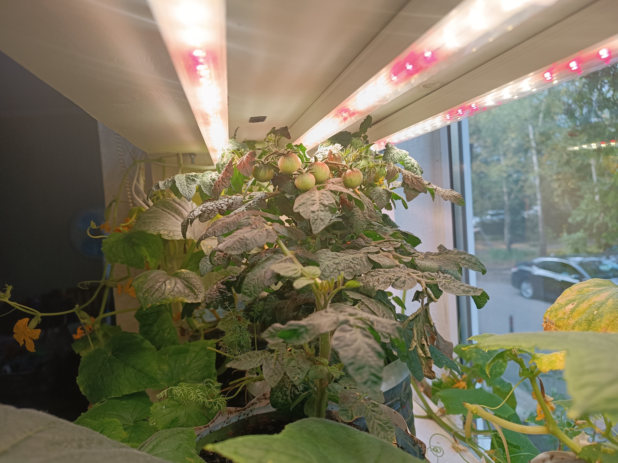 Winter garden on the loggia - My, Plants, Houseplants, Garden, Macro photography, Garden, Bloom, Tomatoes, Loggia, Winter Garden, Quail, California Red Worm, Plant growing, Strawberry (plant), Hydroponics, Salad, Microgreens, Urban farming, Longpost