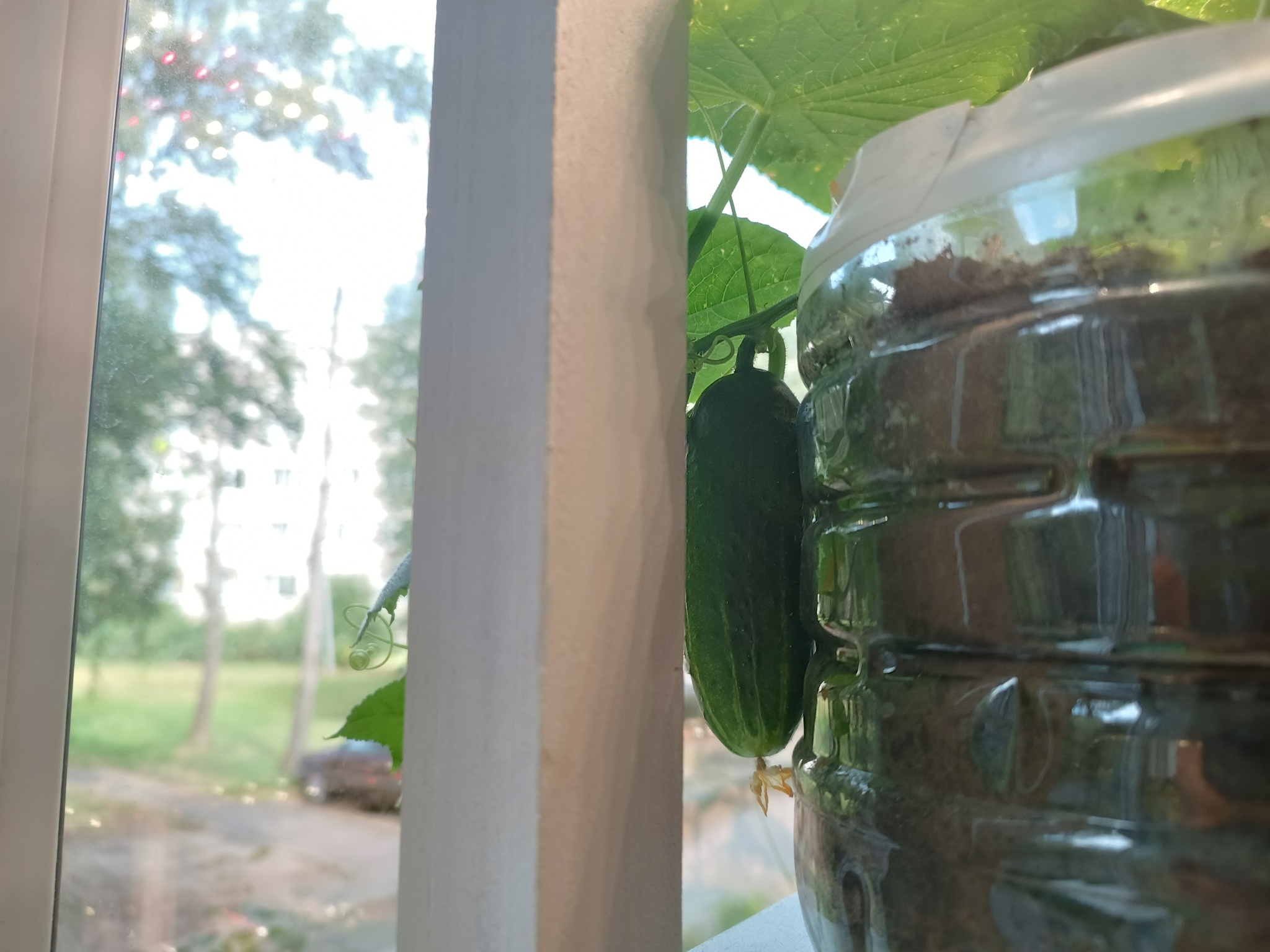 Winter garden on the loggia - My, Plants, Houseplants, Garden, Macro photography, Garden, Bloom, Tomatoes, Loggia, Winter Garden, Quail, California Red Worm, Plant growing, Strawberry (plant), Hydroponics, Salad, Microgreens, Urban farming, Longpost