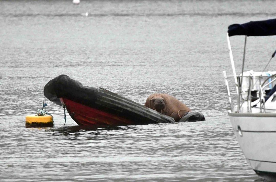 Власти Норвегии усыпили любимицу туристов моржиху Фрейю из соображений безопасности - Общество, Норвегия, Моржи, Дикие животные, Эвтаназия, Длиннопост, Повтор