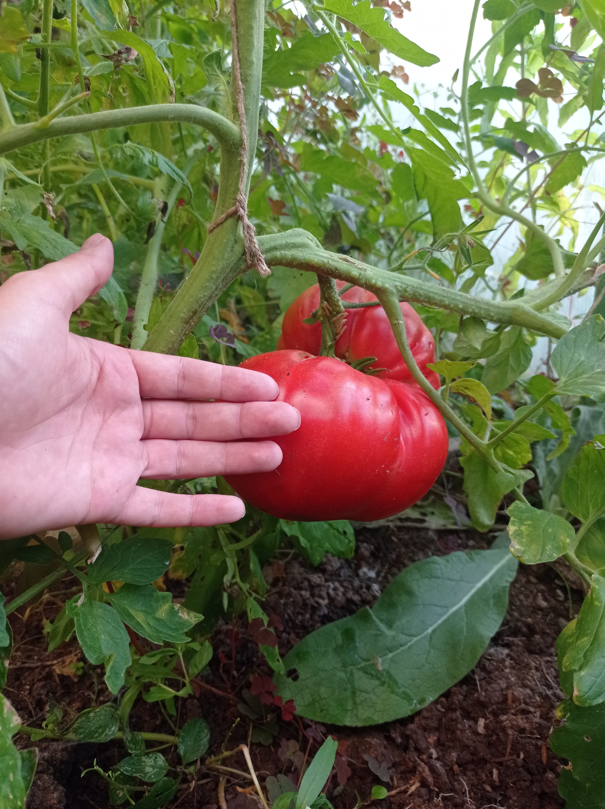 Dachnoe - My, Cucumbers, Tomatoes, Dacha, Harvest, Merry harvest, Longpost