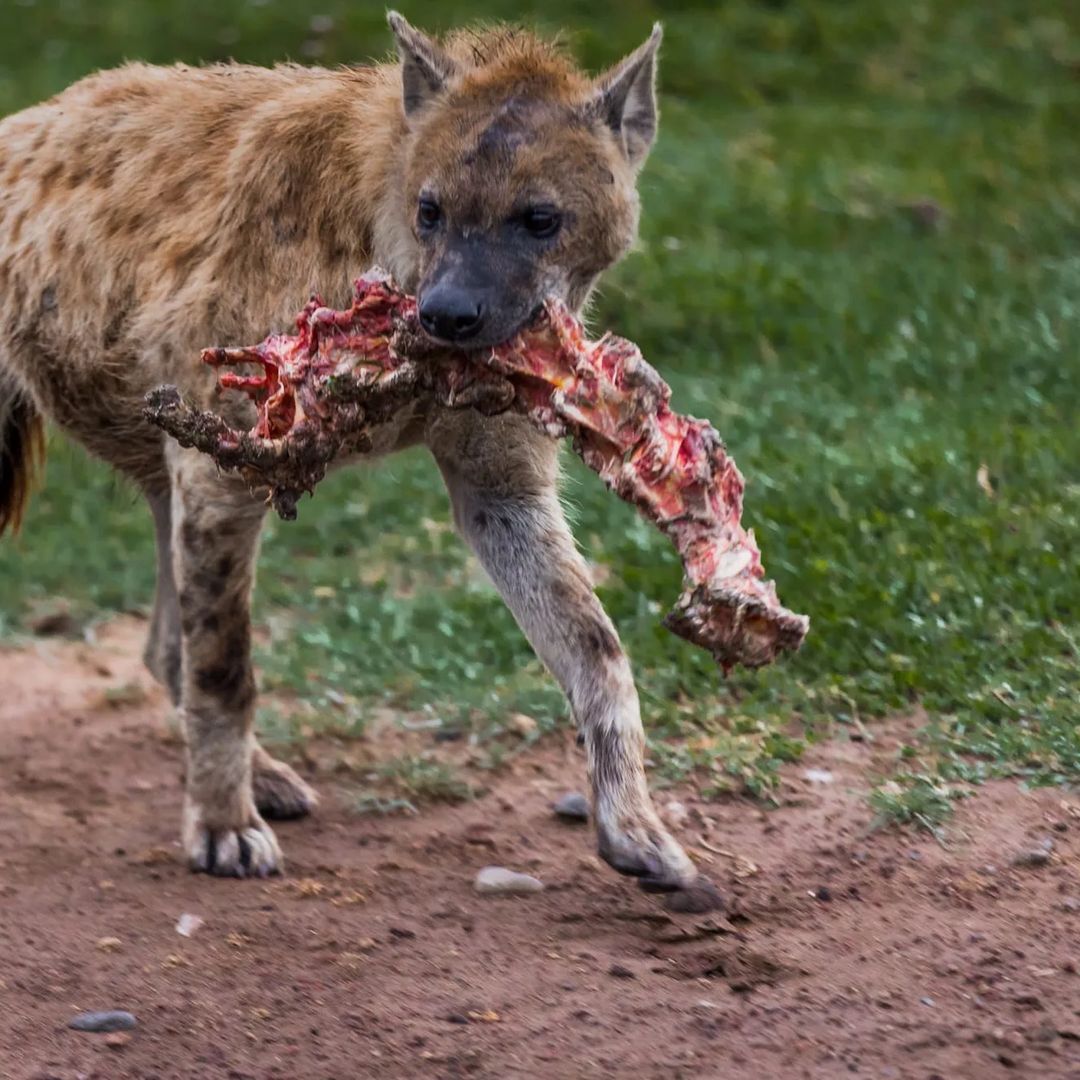 There is something to crunch - Spotted Hyena, Hyena, Predatory animals, Mammals, Animals, Wild animals, wildlife, Nature, National park, Africa, The photo, Bones, Spine, Mining, Longpost